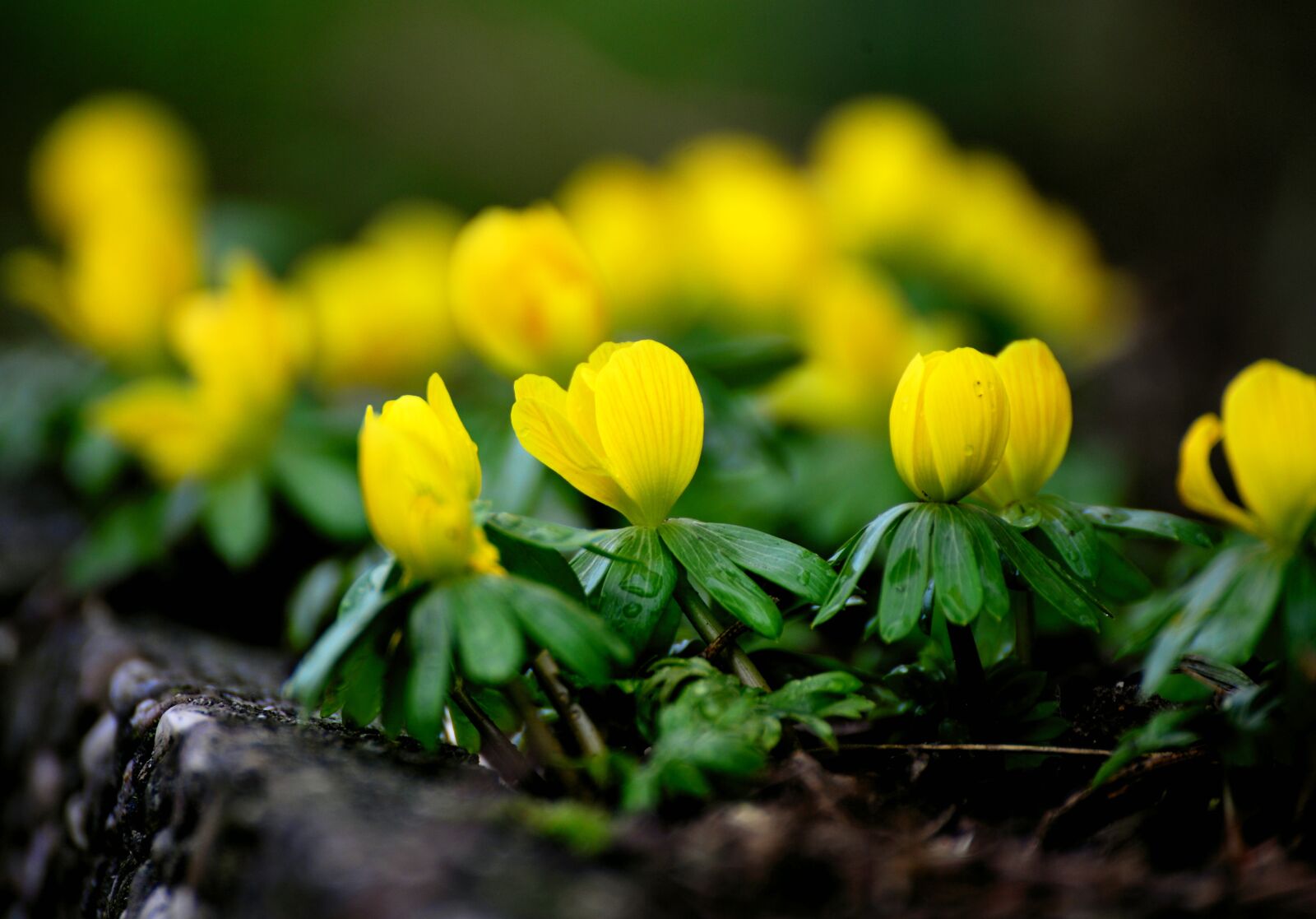 Nikon D610 sample photo. Winter linge, early bloomer photography