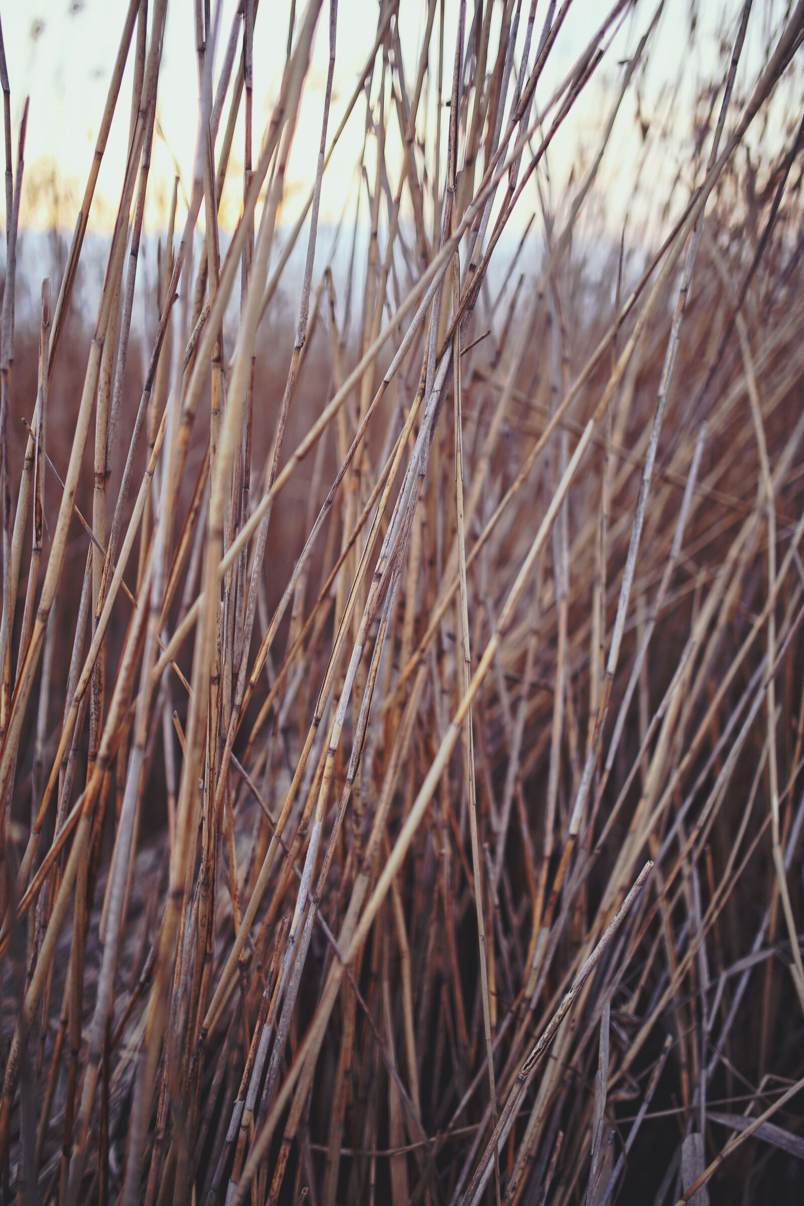 Canon EOS 6D sample photo. Reed photography