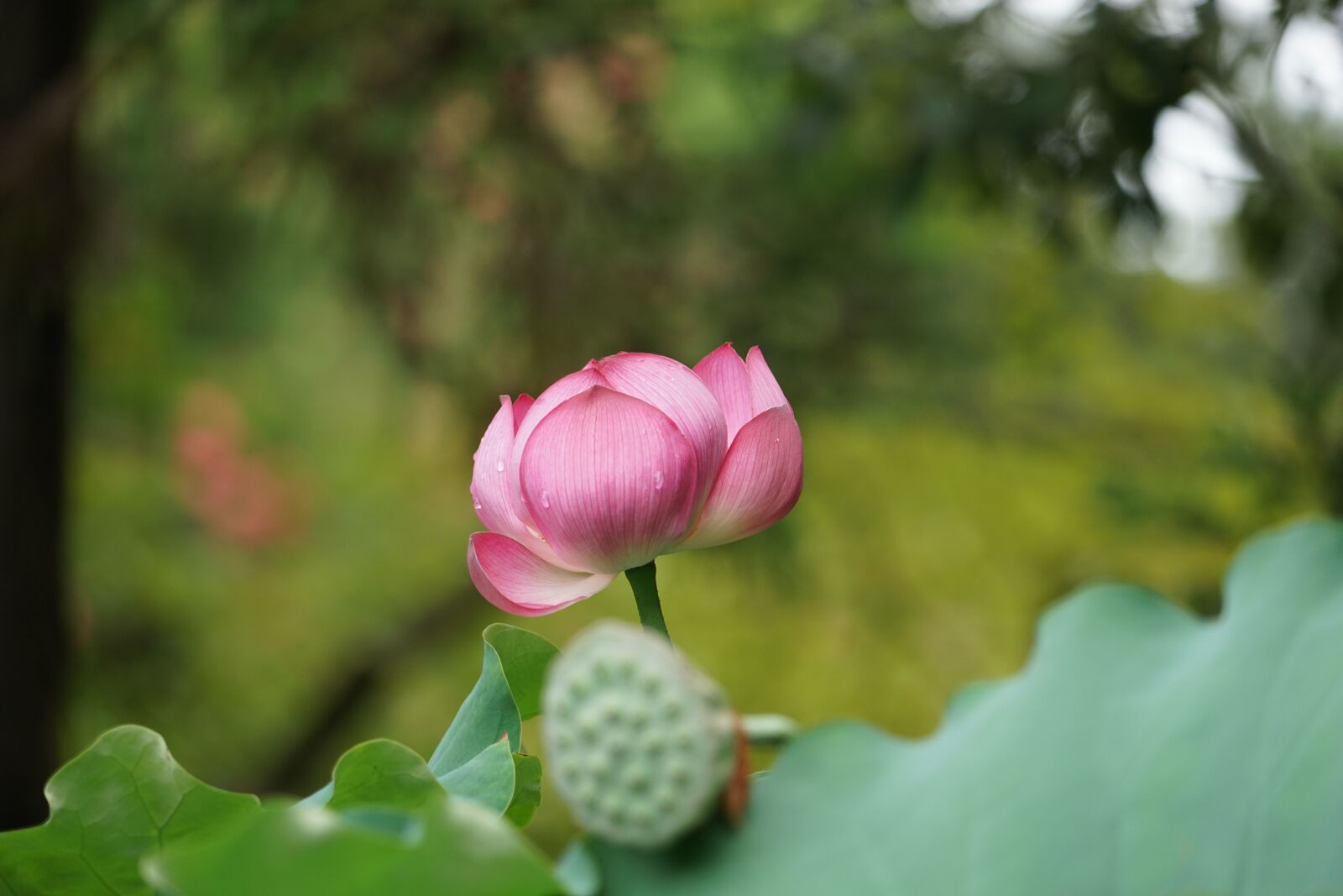 Sony a7 + Sony FE 24-240mm F3.5-6.3 OSS sample photo. Lotus, toshodaiji, in the photography