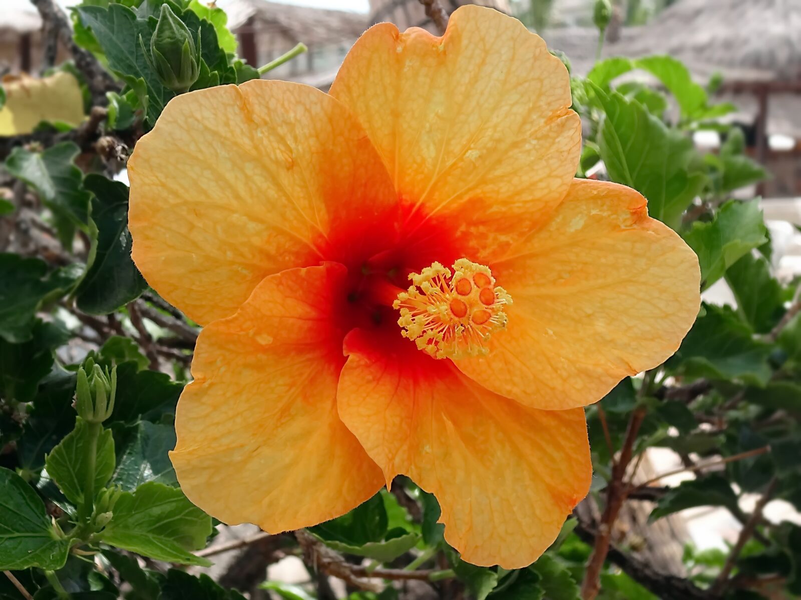 Sony Cyber-shot DSC-WX220 sample photo. Hibiscus, china rose, orange photography