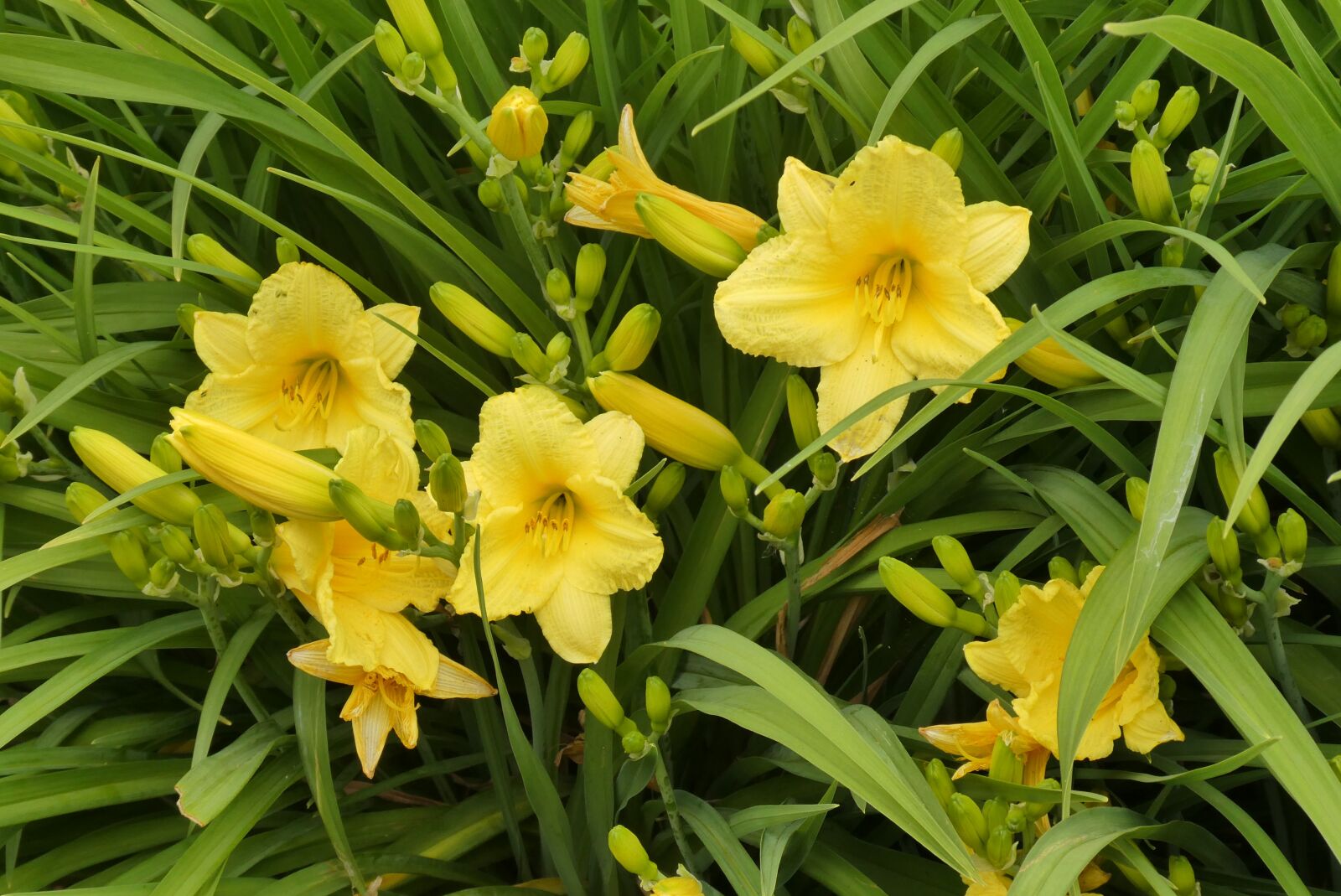 Panasonic Lumix DC-ZS70 (Lumix DC-TZ90) sample photo. Daylily, yellow flower, flowers photography