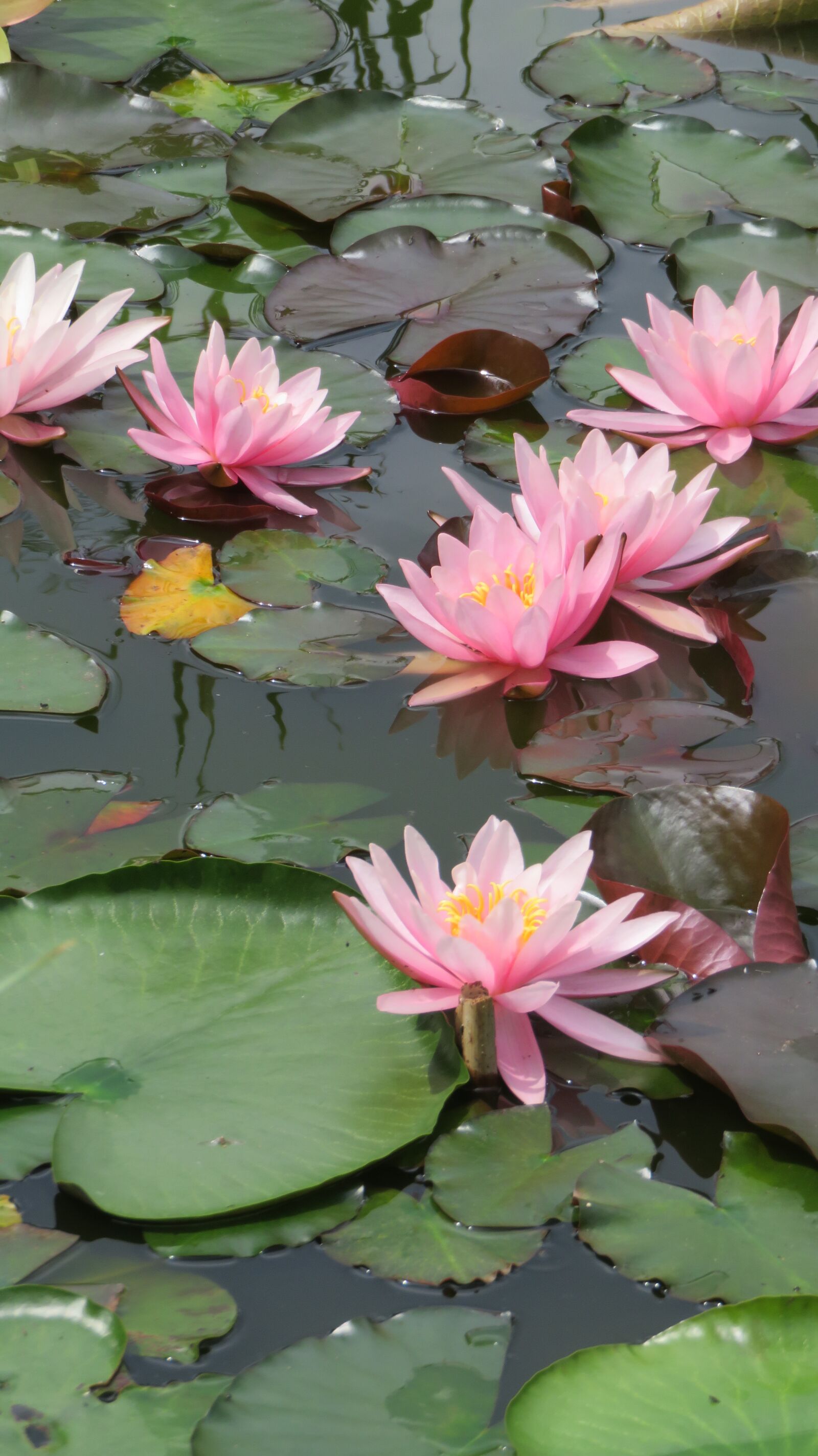 Canon PowerShot SX710 HS sample photo. Garden, pond, water lily photography