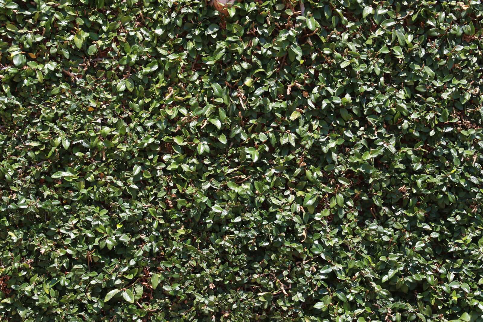 Canon EOS 7D Mark II sample photo. Background, creeper, garden, green photography