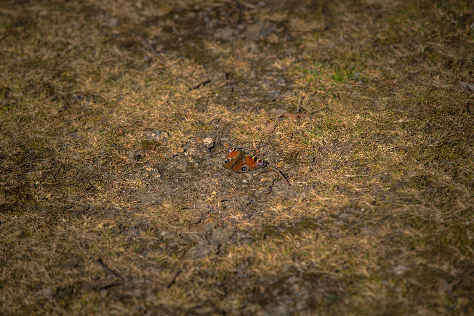Canon EOS 5D Mark III sample photo. Butterfly photography