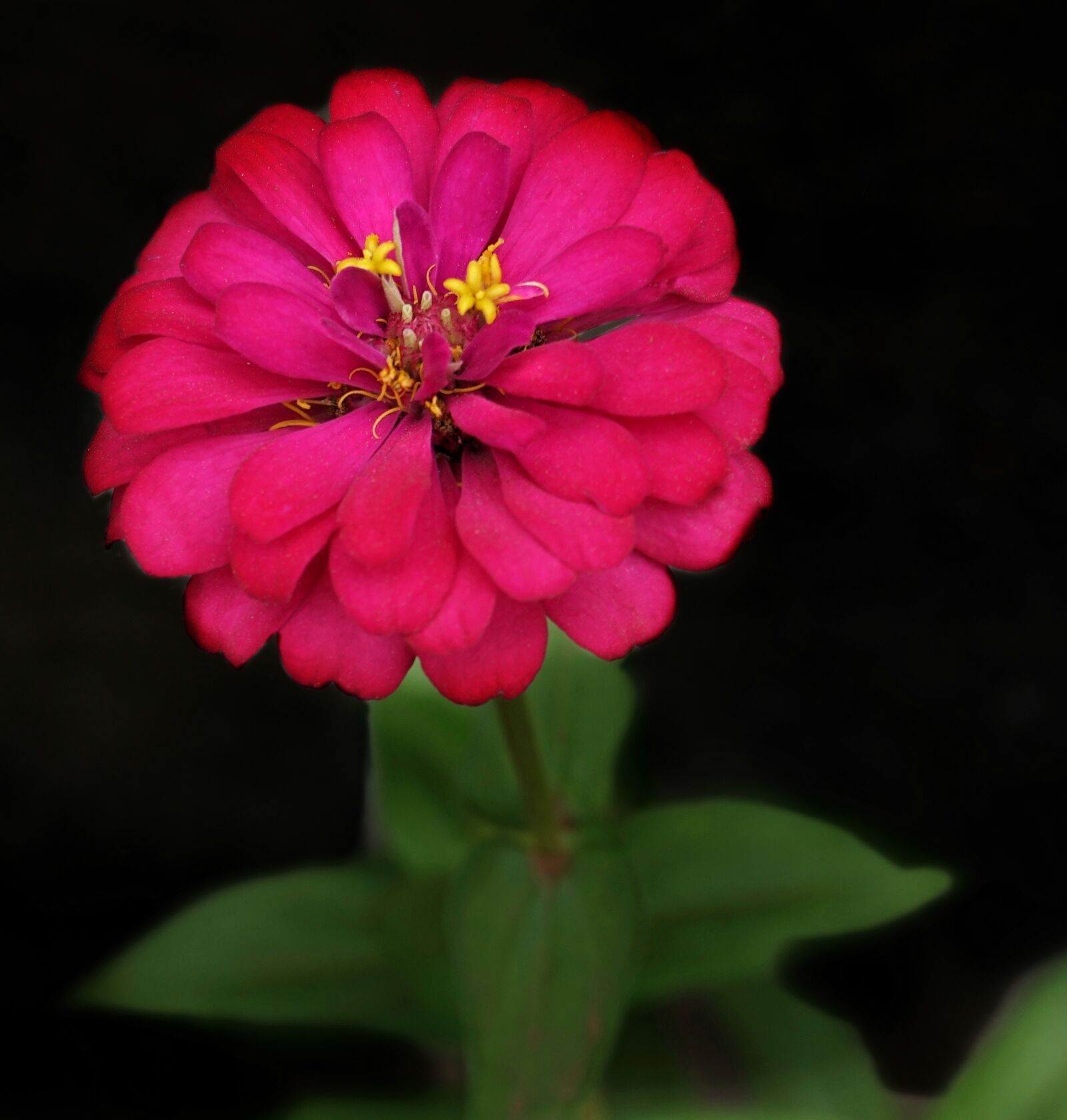 Sony a6300 sample photo. Zinnia, elegant zinnia, youth-and-age photography