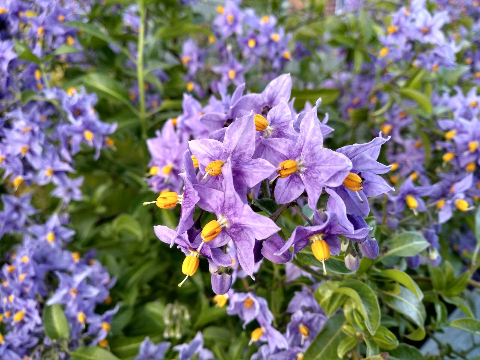 Motorola moto g(6) play sample photo. Purple, flowers, spring photography