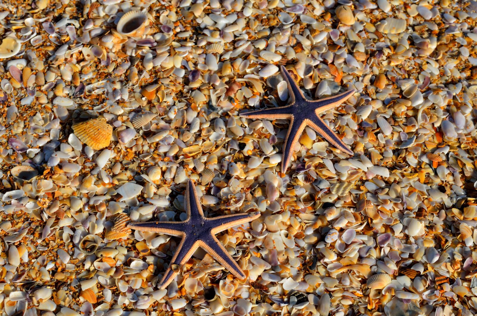 Nikon D7000 sample photo. Starfish, wildlife, nature photography