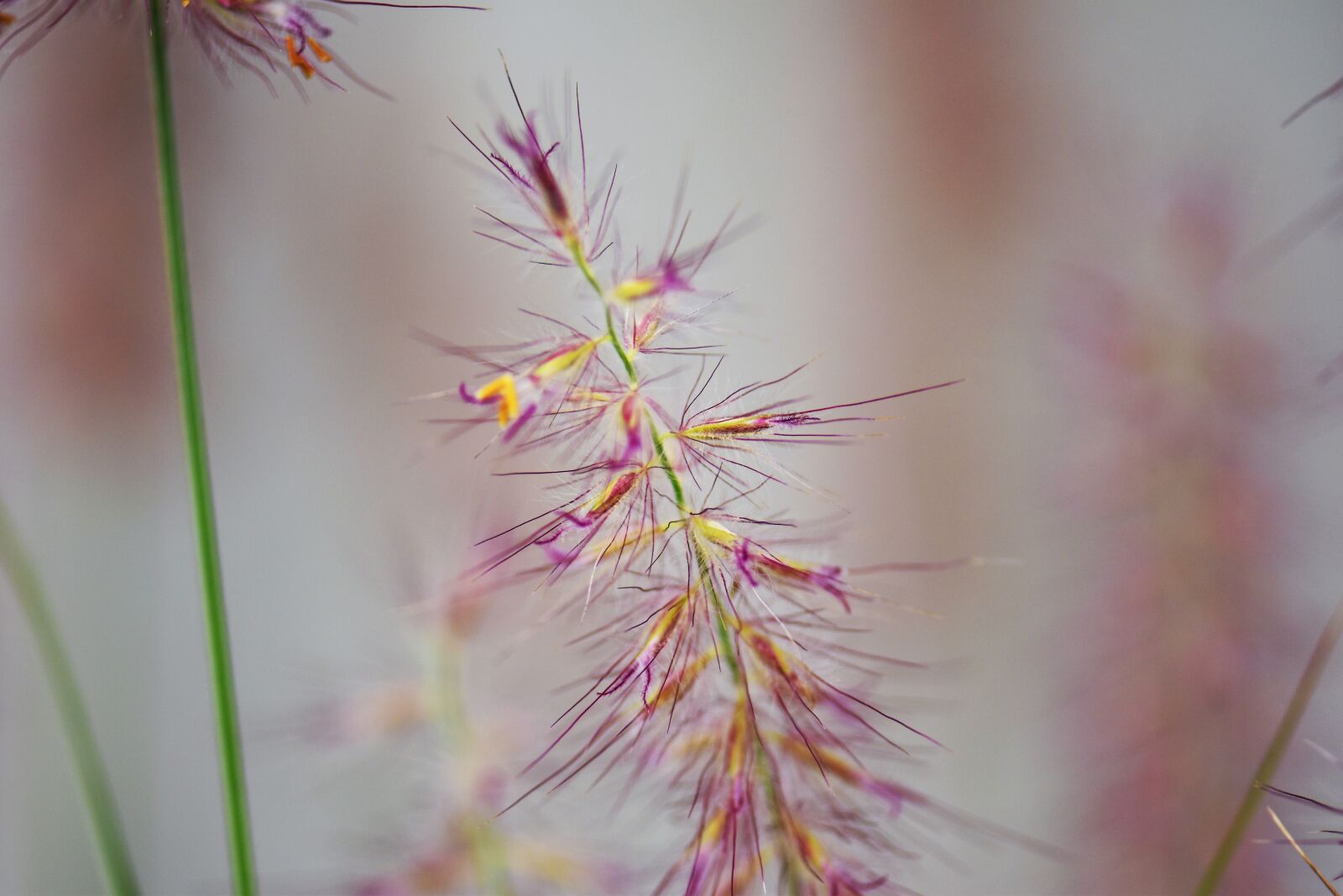 Nikon D5500 sample photo. Grasses, plant, nature photography