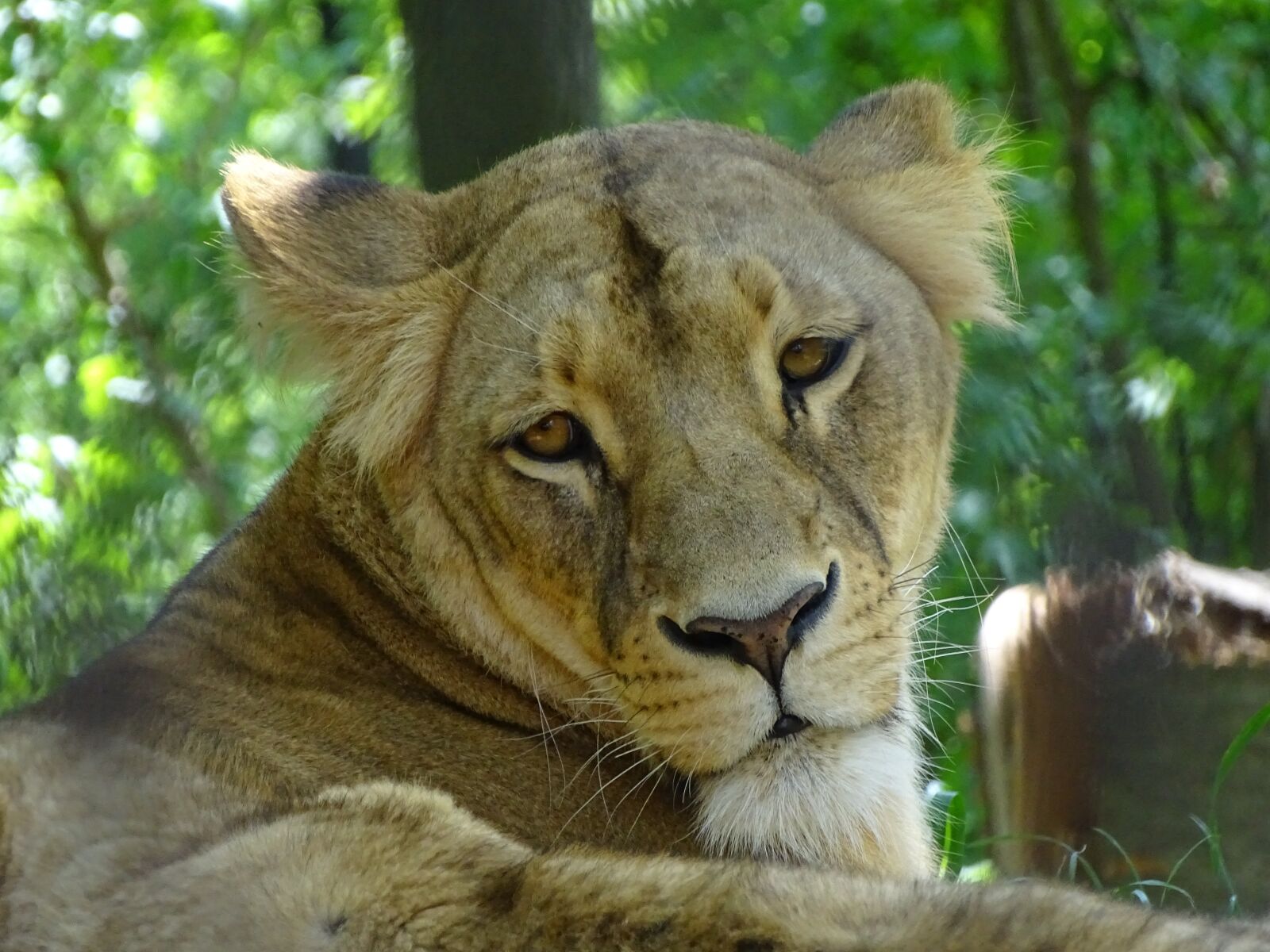 Sony Cyber-shot DSC-HX400V sample photo. Lioness, zoo brno, beast photography