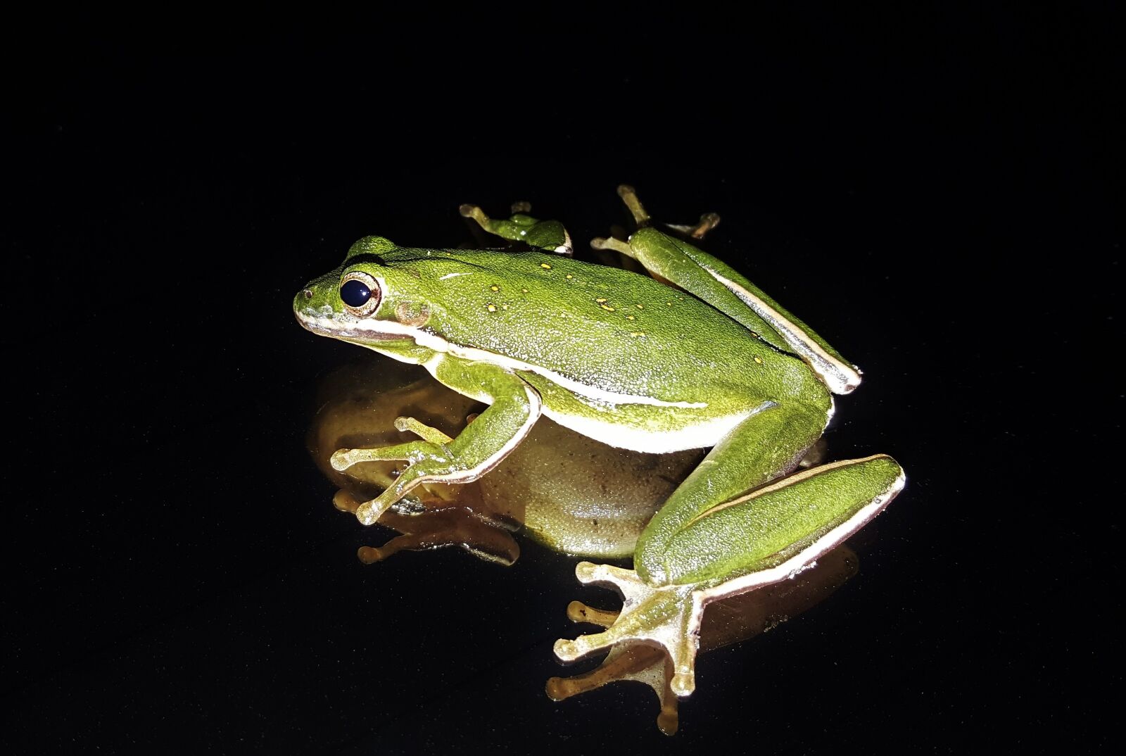 Samsung Galaxy Note5 sample photo. Frog, tree frog, american photography