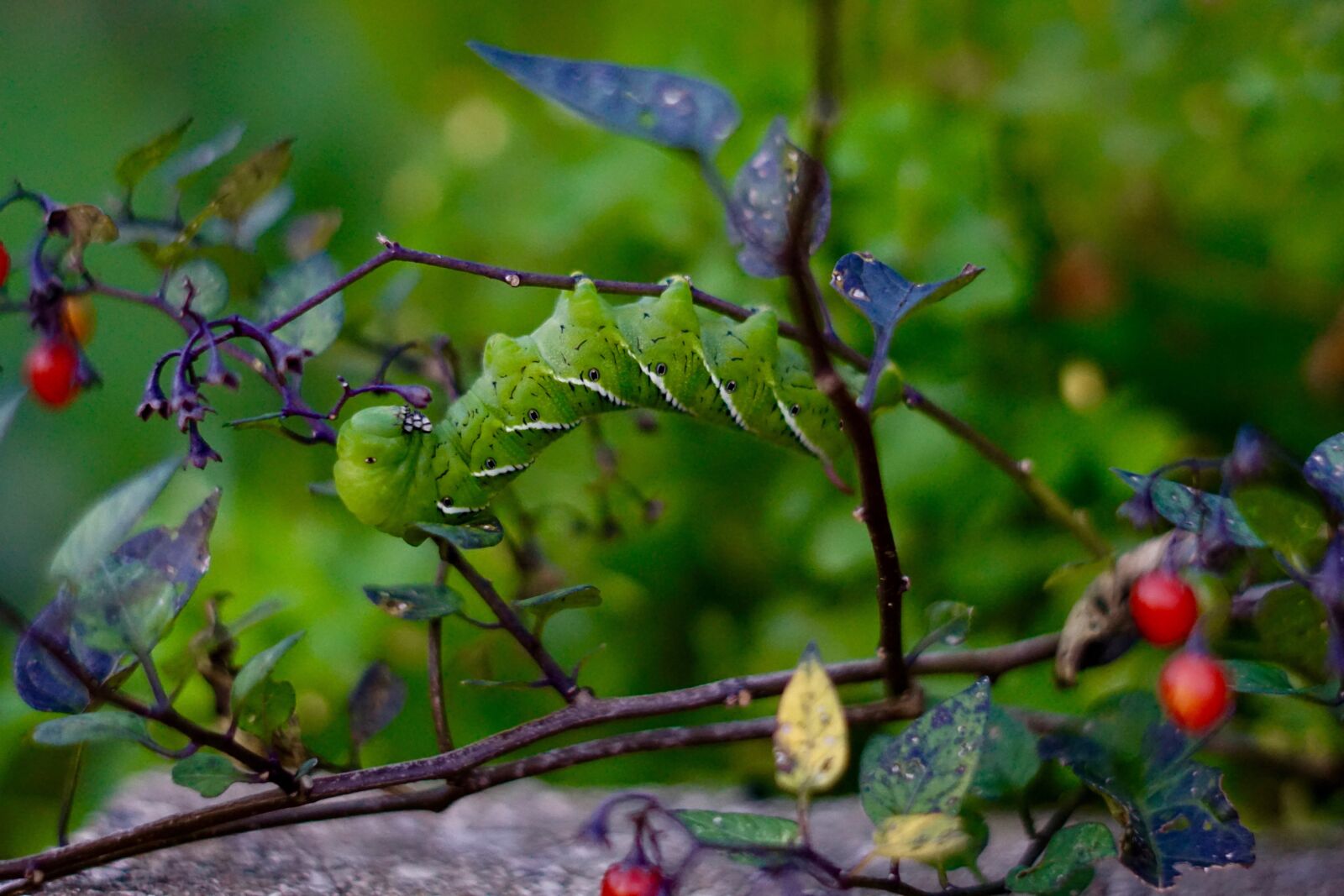 Sony FE 50mm F1.8 sample photo. Caterpillar, bug, berries photography