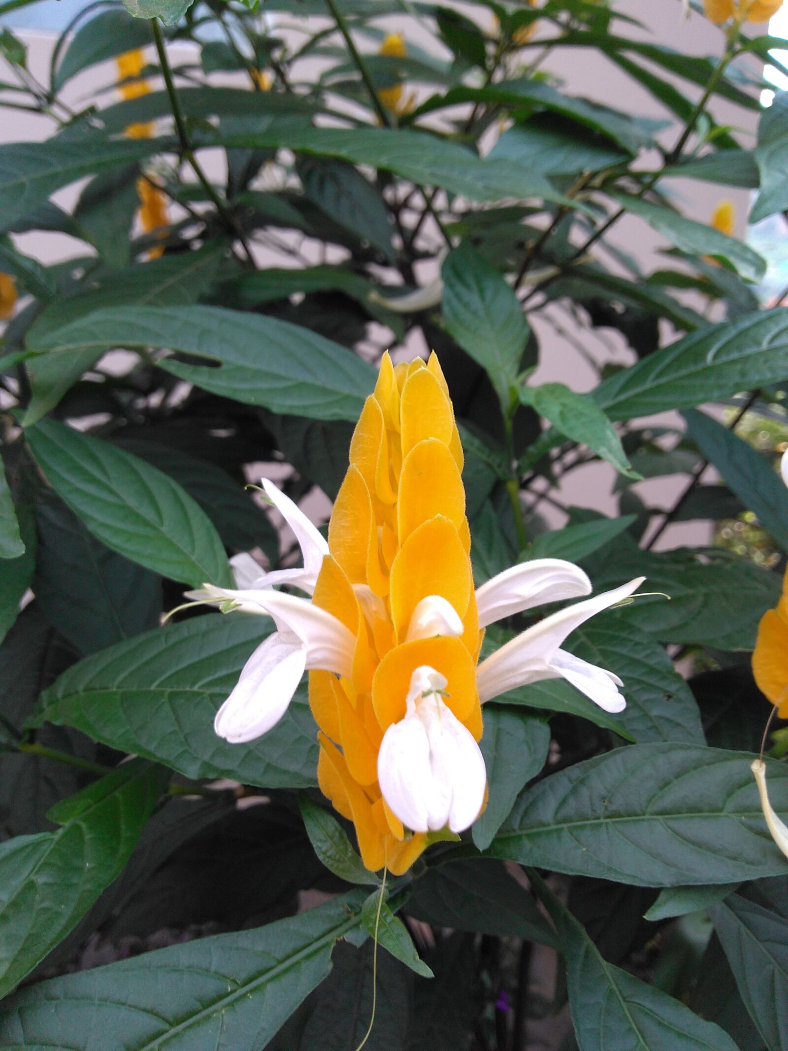 Motorola Moto G Play sample photo. Nature, leaf, summer photography