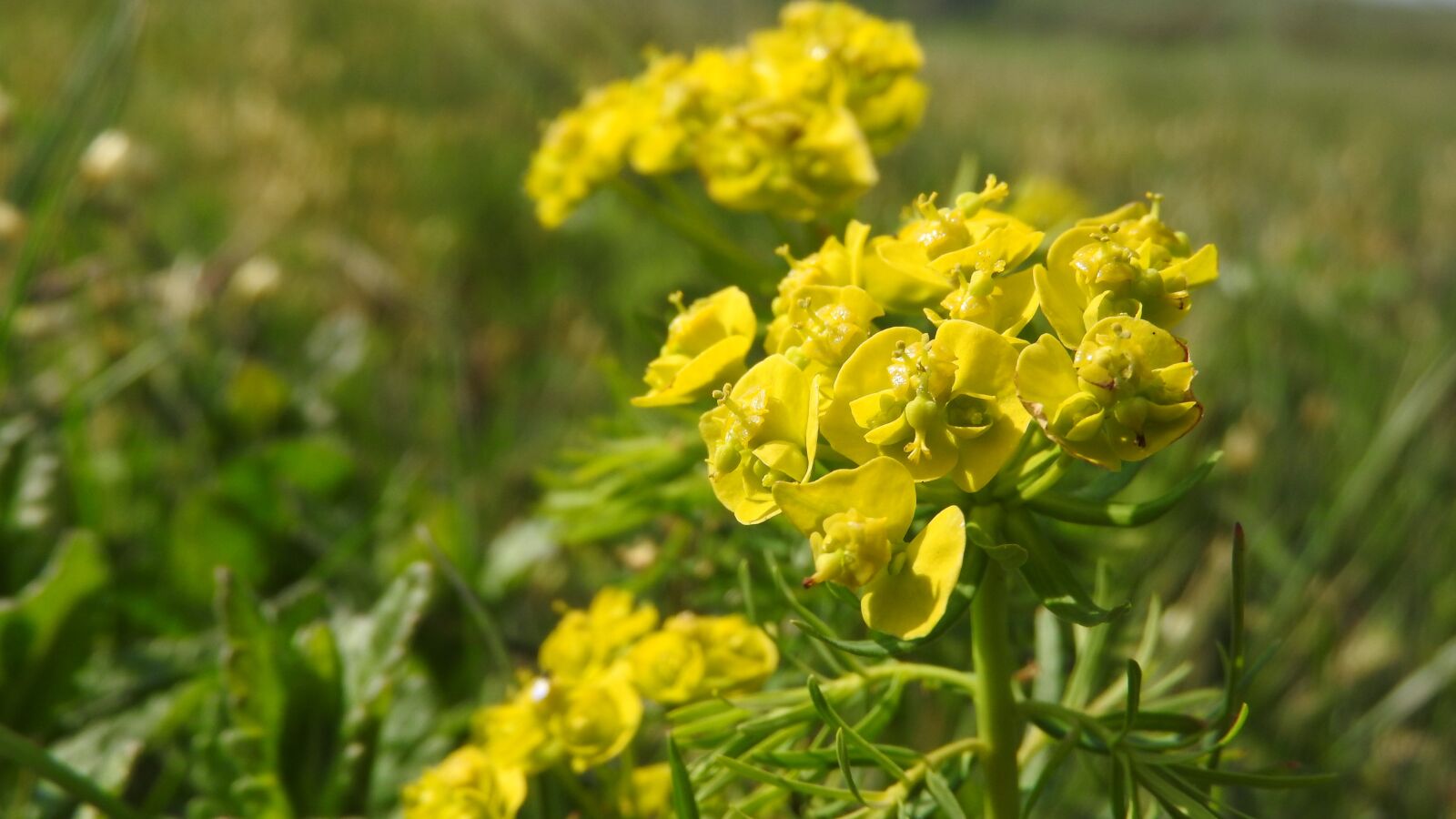 Nikon Coolpix P610 sample photo. Spurge chvojka, spurge, yellow photography