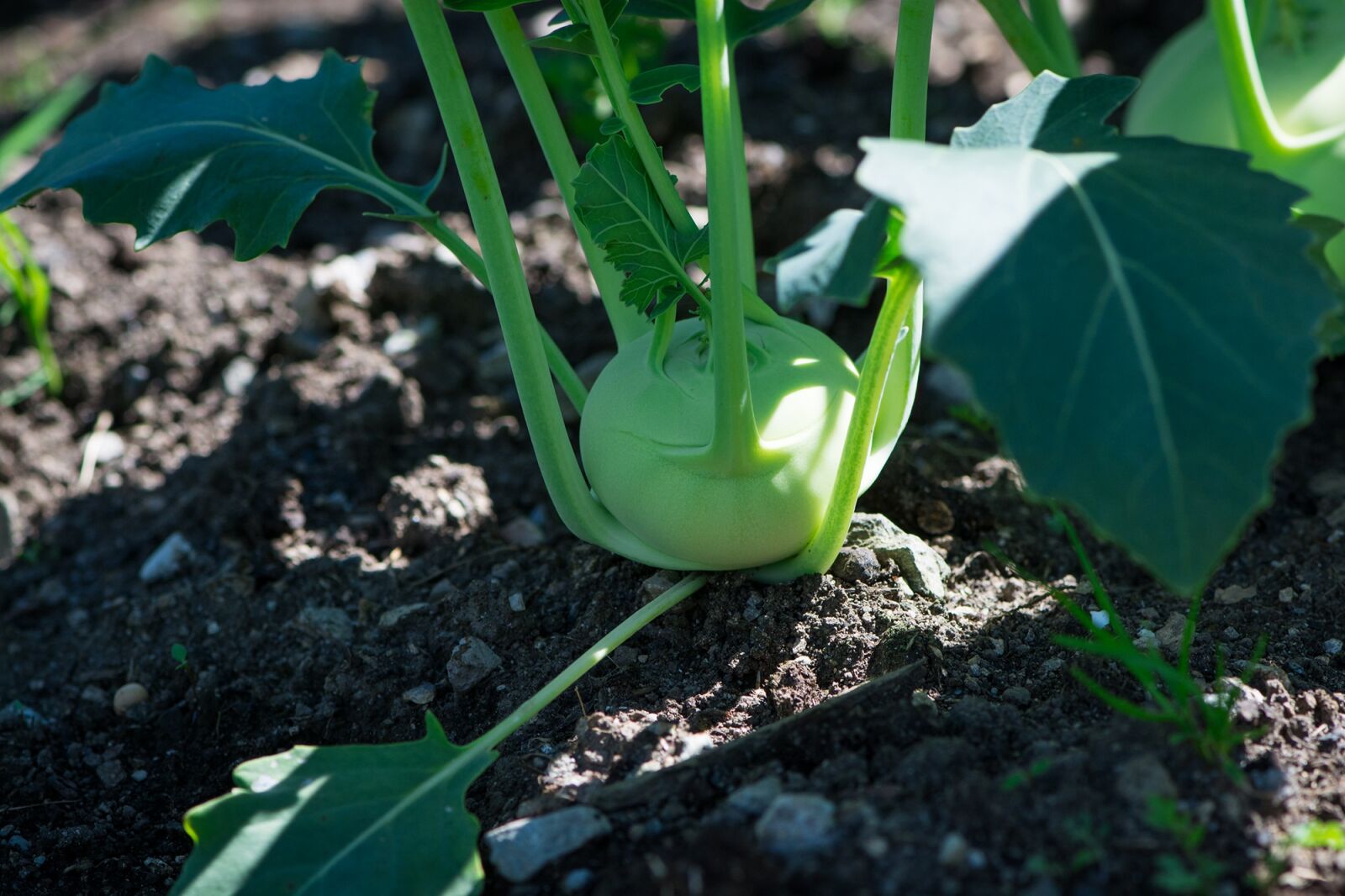 Nikon D7100 sample photo. Kohlrabi, garden, in the photography