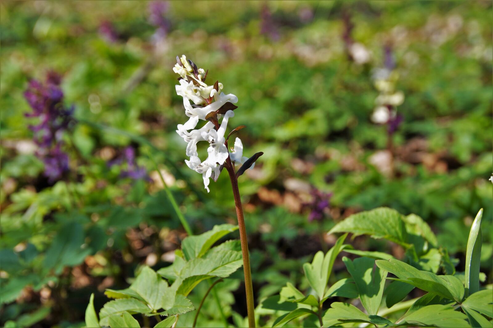 Sony SLT-A58 sample photo. White, inflorescence, the floodplain photography