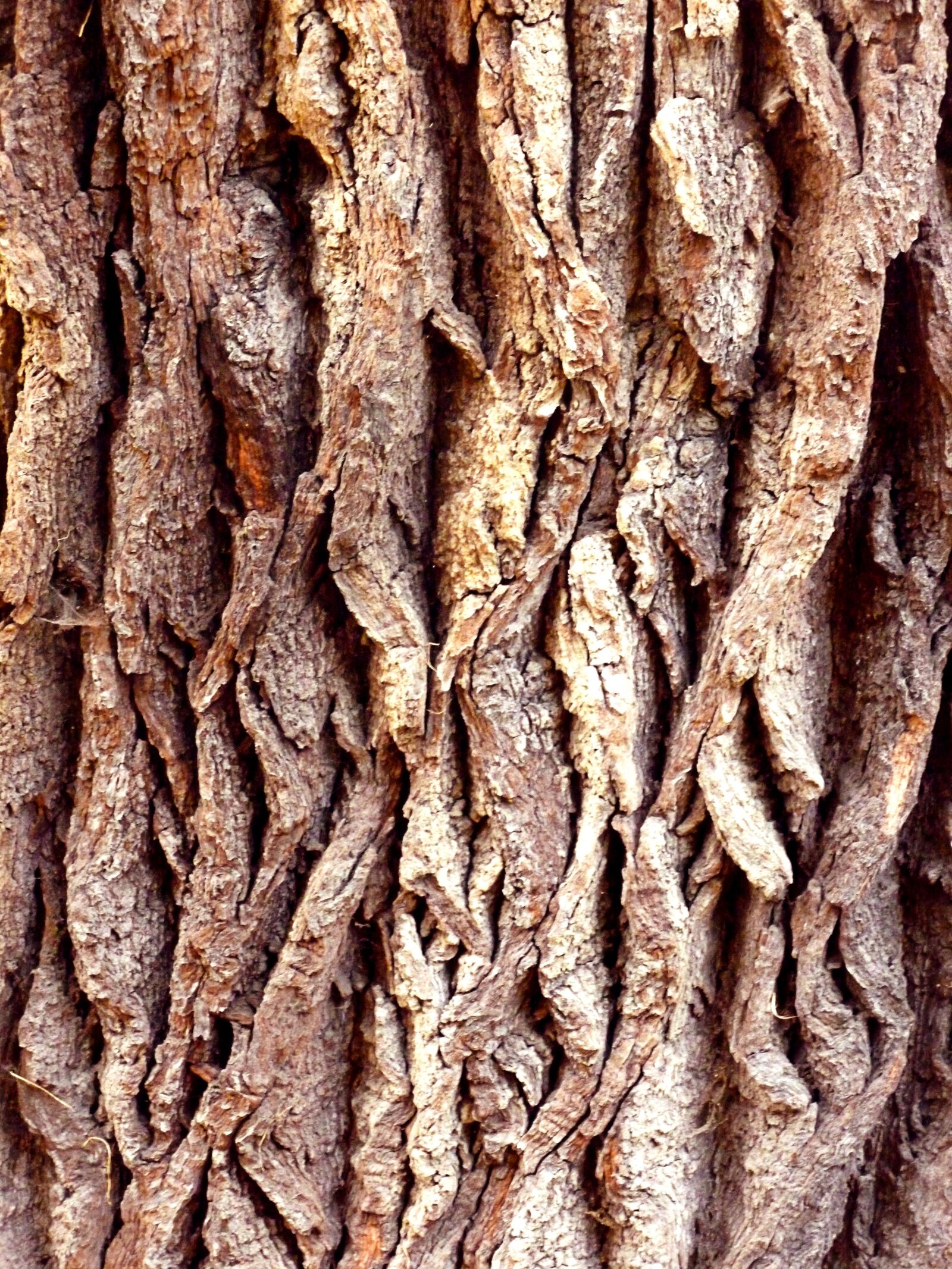 Panasonic DMC-FS37 sample photo. Tree bark, tree, nature photography