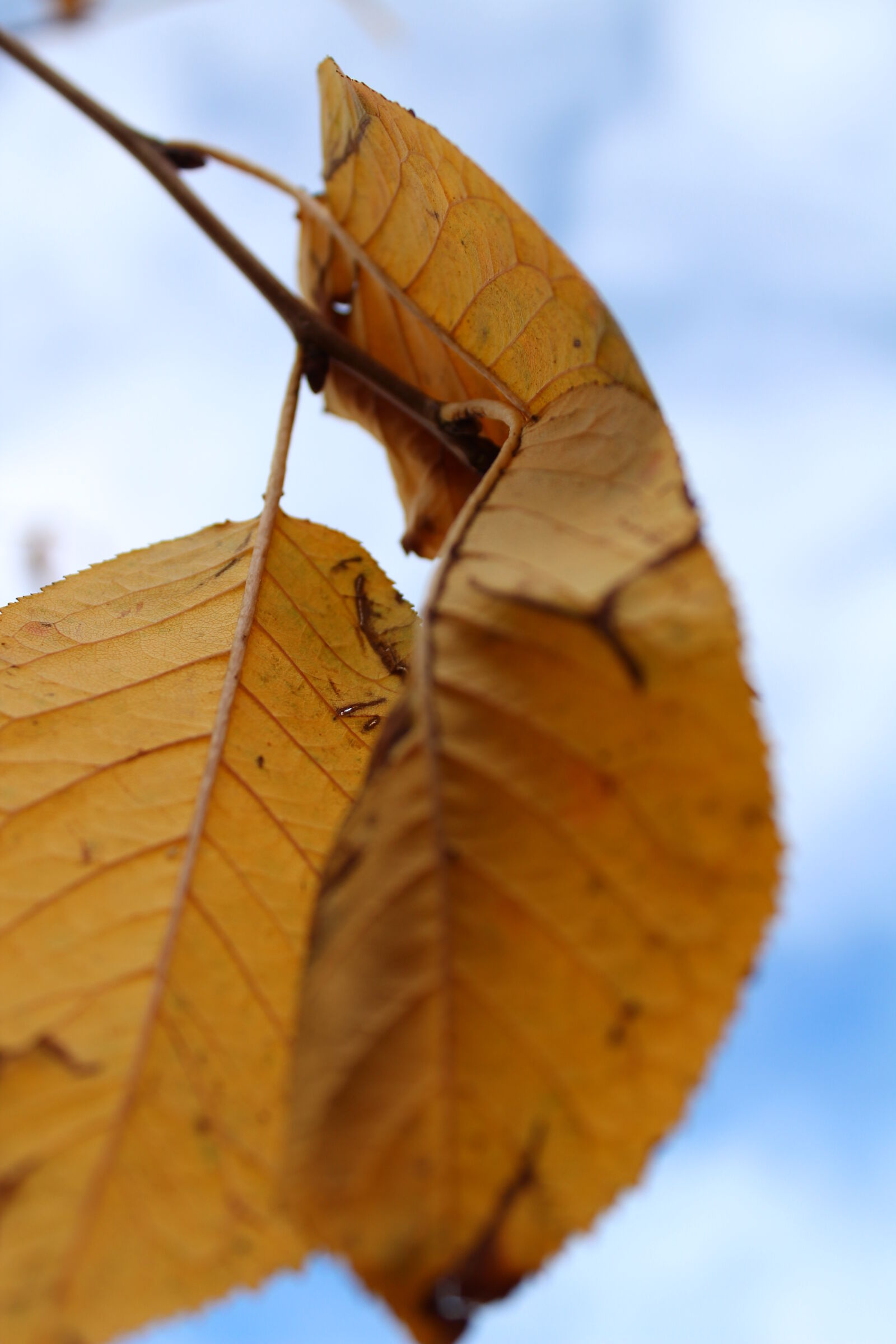 Canon EOS 1300D (EOS Rebel T6 / EOS Kiss X80) sample photo. Autumn, blue, sky, foliage photography