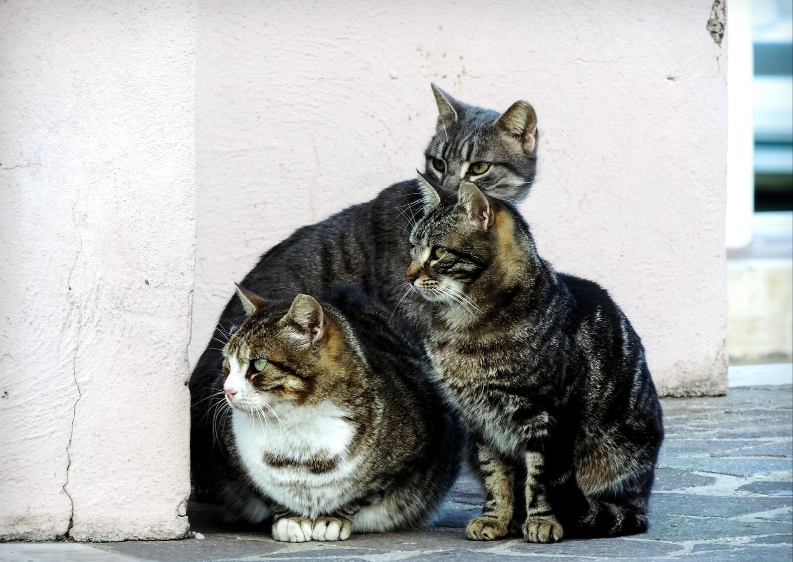 Nikon Coolpix P520 sample photo. Cat, cats, feline photography