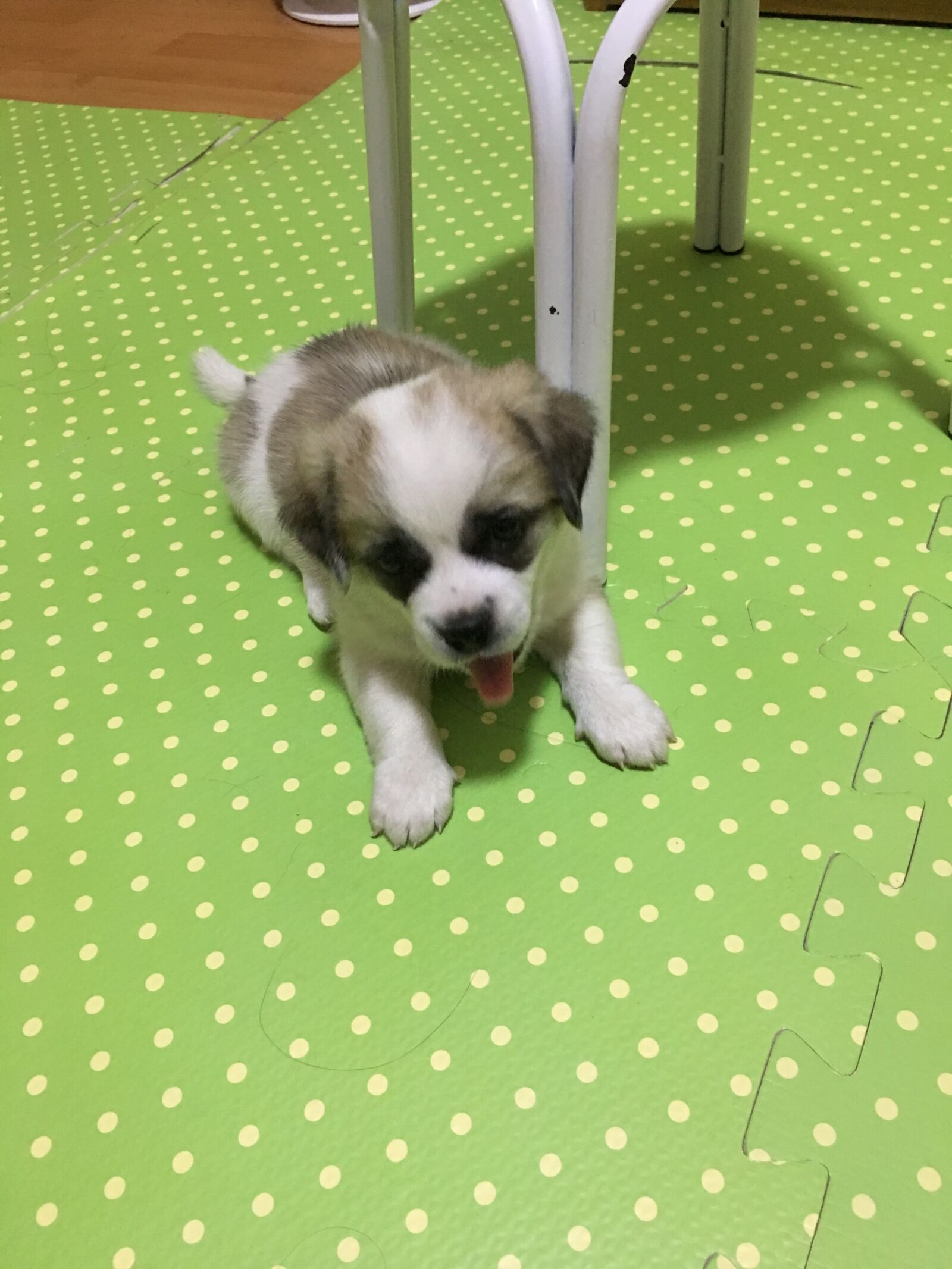iPhone 6s Plus back camera 4.15mm f/2.2 sample photo. Animal, dog, puppy photography
