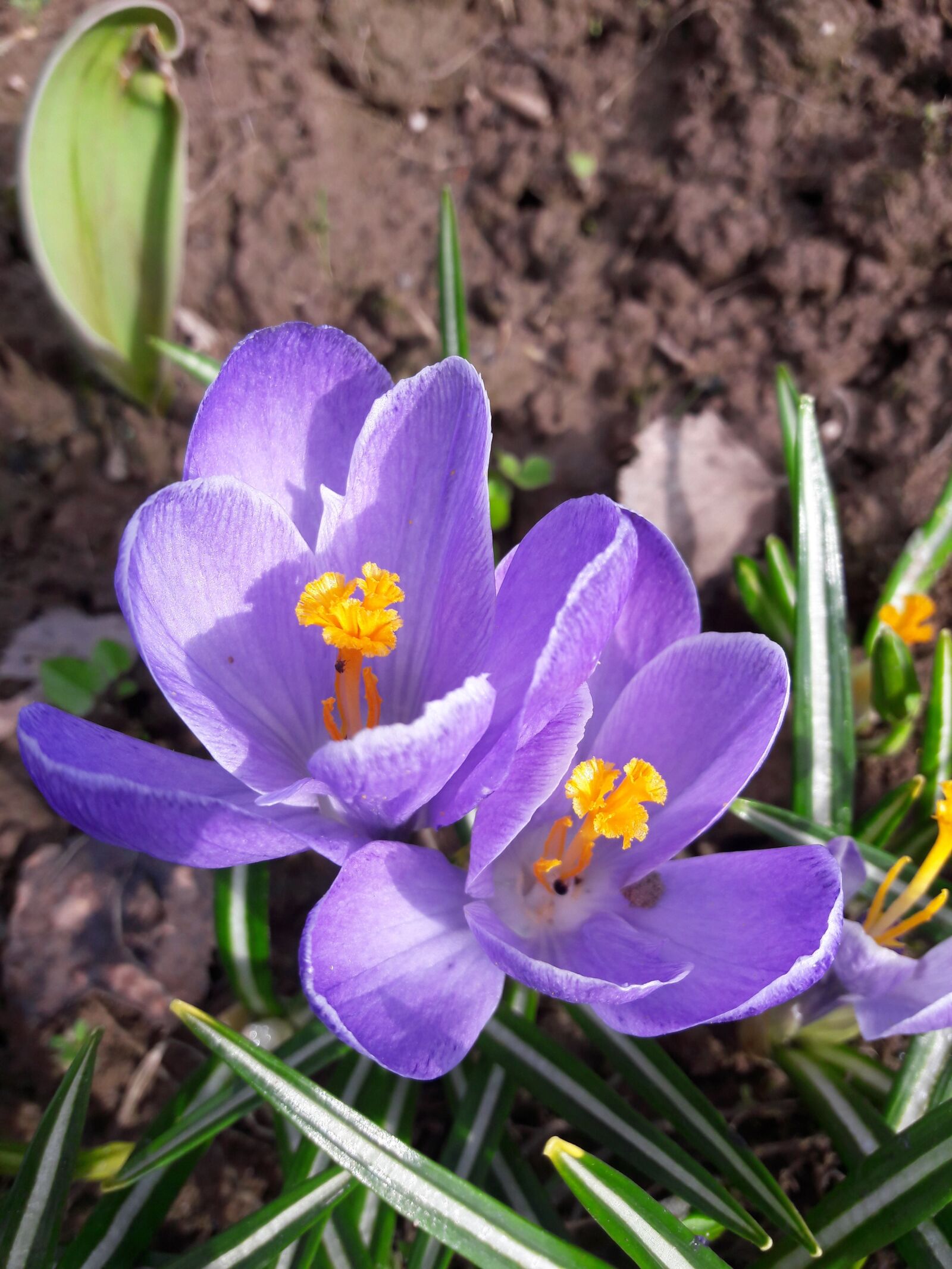 Samsung Galaxy A5(2016) sample photo. Crocuses, primula photography