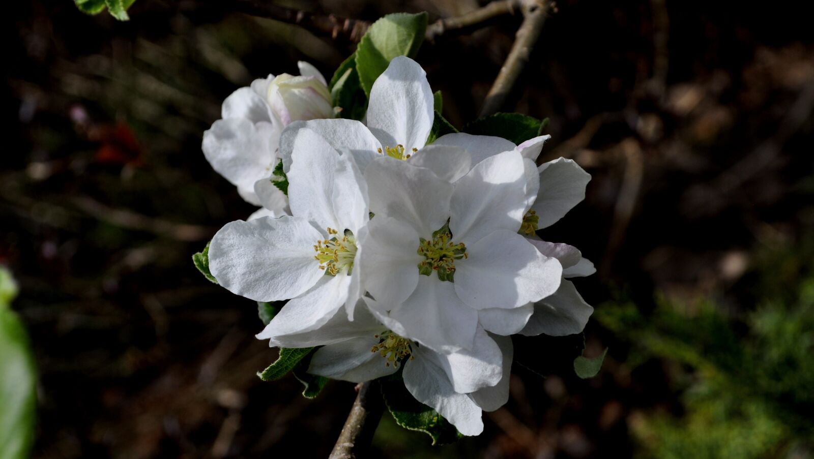 Nikon D5000 sample photo. Flowers, spring, apple photography