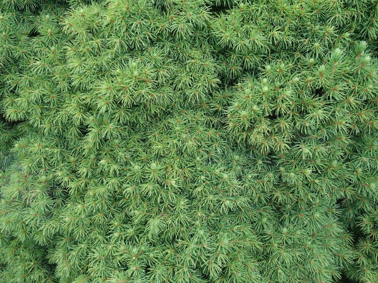 Sony Cyber-shot DSC-RX100 II sample photo. Needles, conifer, close up photography