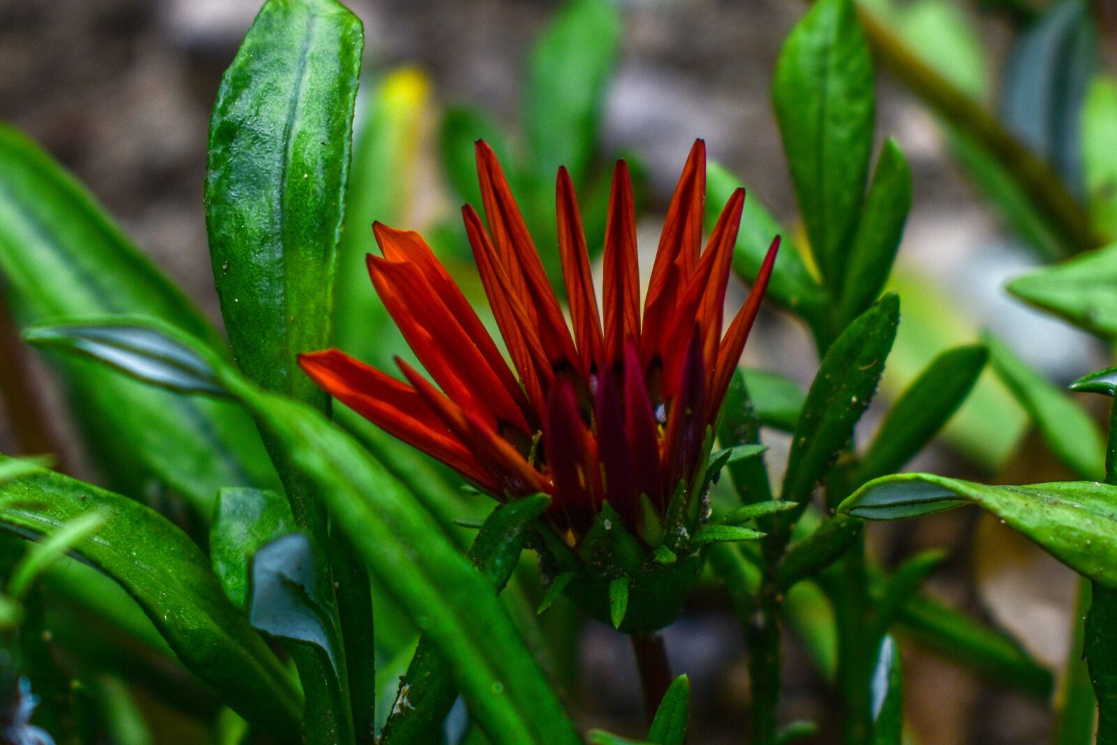 Nikon D3400 sample photo. Nature, leaf, plant photography
