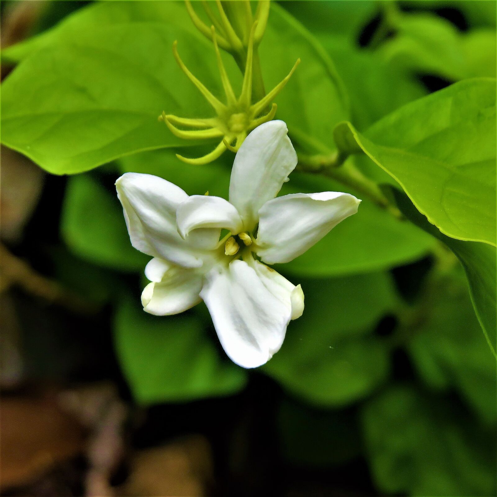 Canon PowerShot SX50 HS sample photo. Flower, white, green vine photography