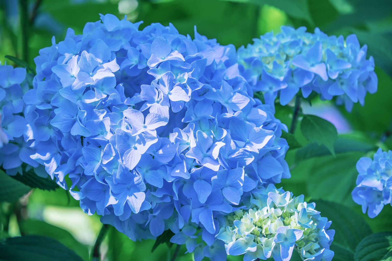 Fujifilm XF 55-200mm F3.5-4.8 R LM OIS sample photo. Hydrangea, flower, blossom photography