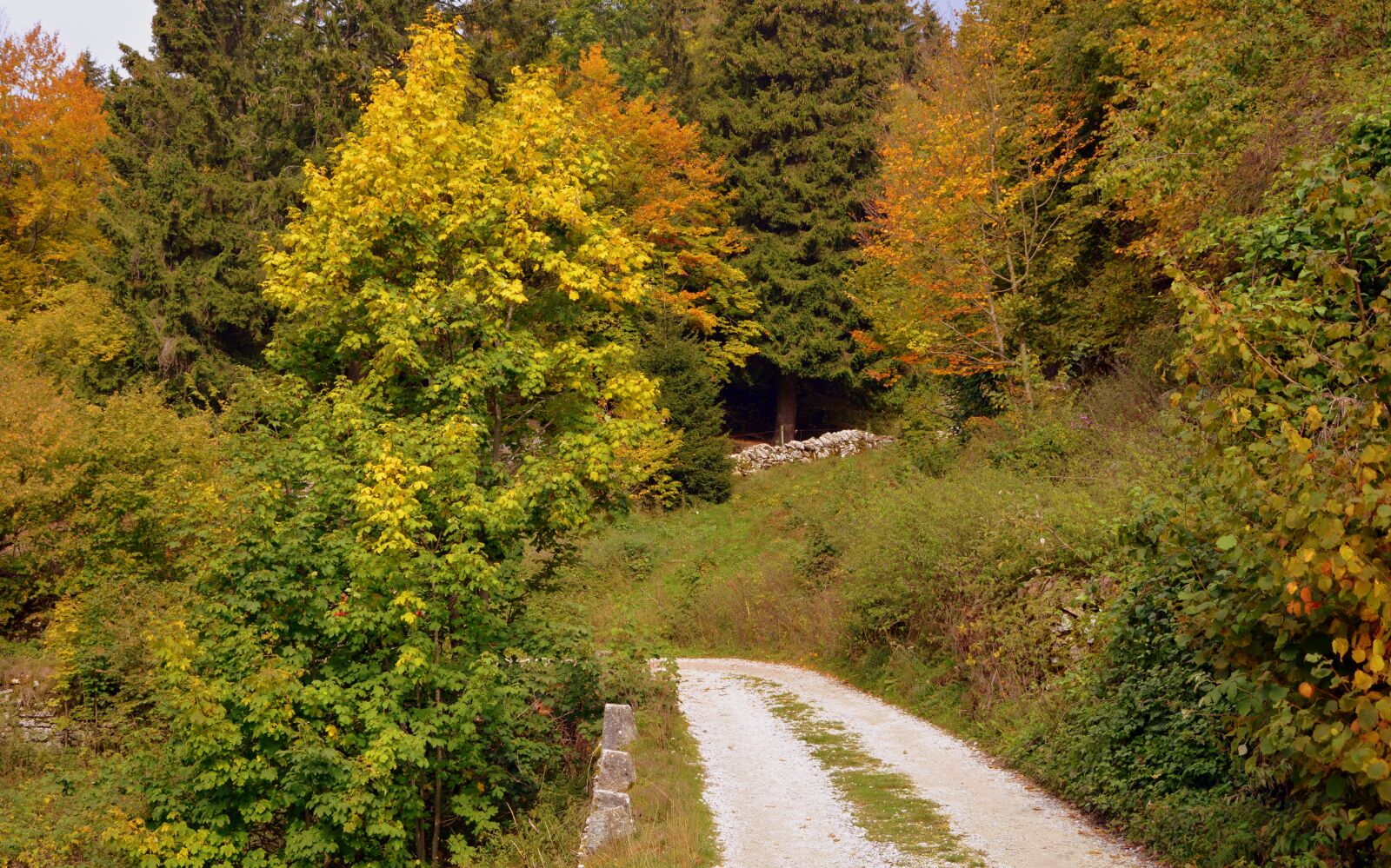 Nikon D7100 sample photo. Trail, forest, autumn photography