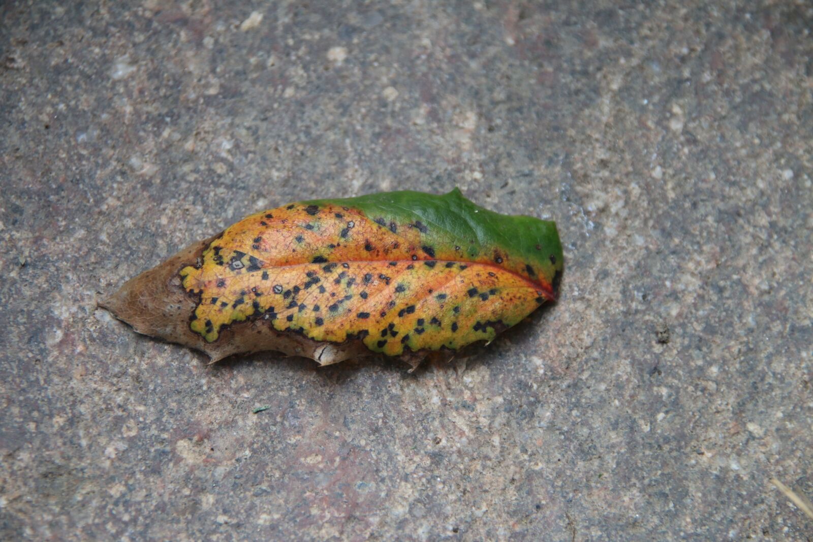 Canon EOS 70D sample photo. Autumn, leaf, colorful leaves photography
