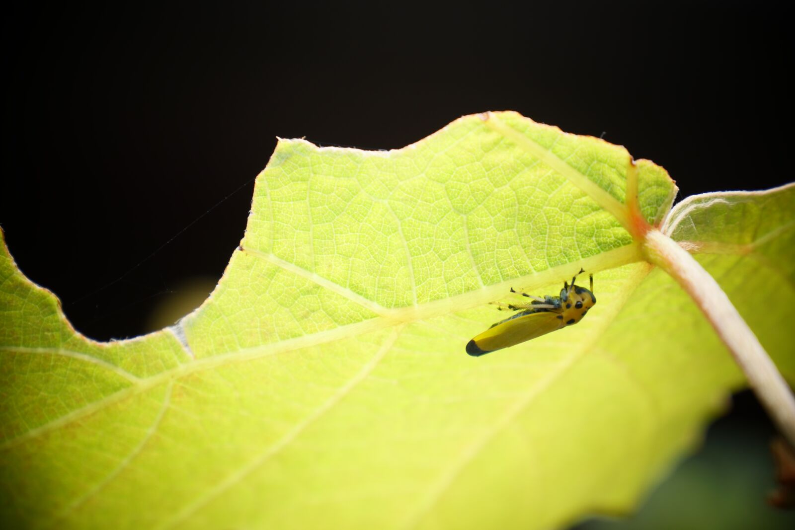 Panasonic DC-GX7MK3 sample photo. Vine leaf, insect, nature photography