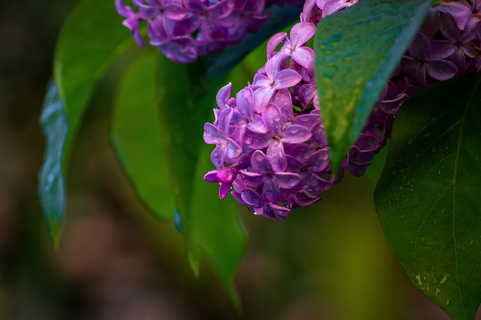 Sony a6500 sample photo. Lilacs, drops, lilac photography