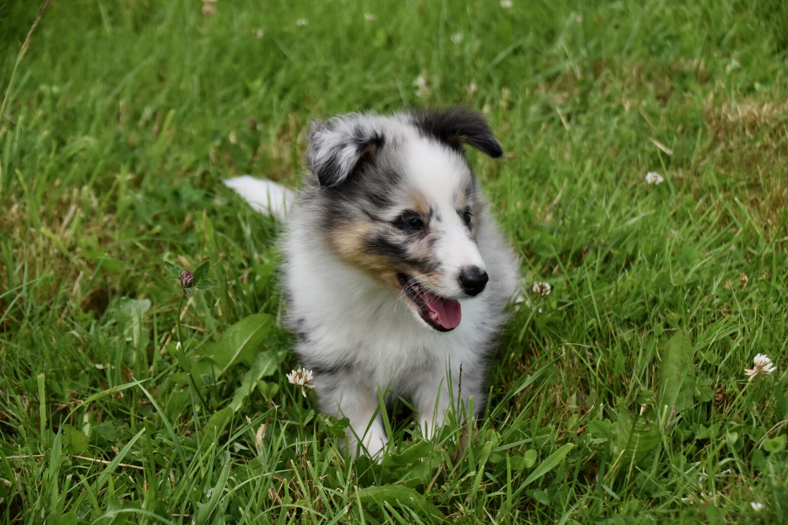 Nikon D5600 sample photo. Puppy, pup, dog shetland photography