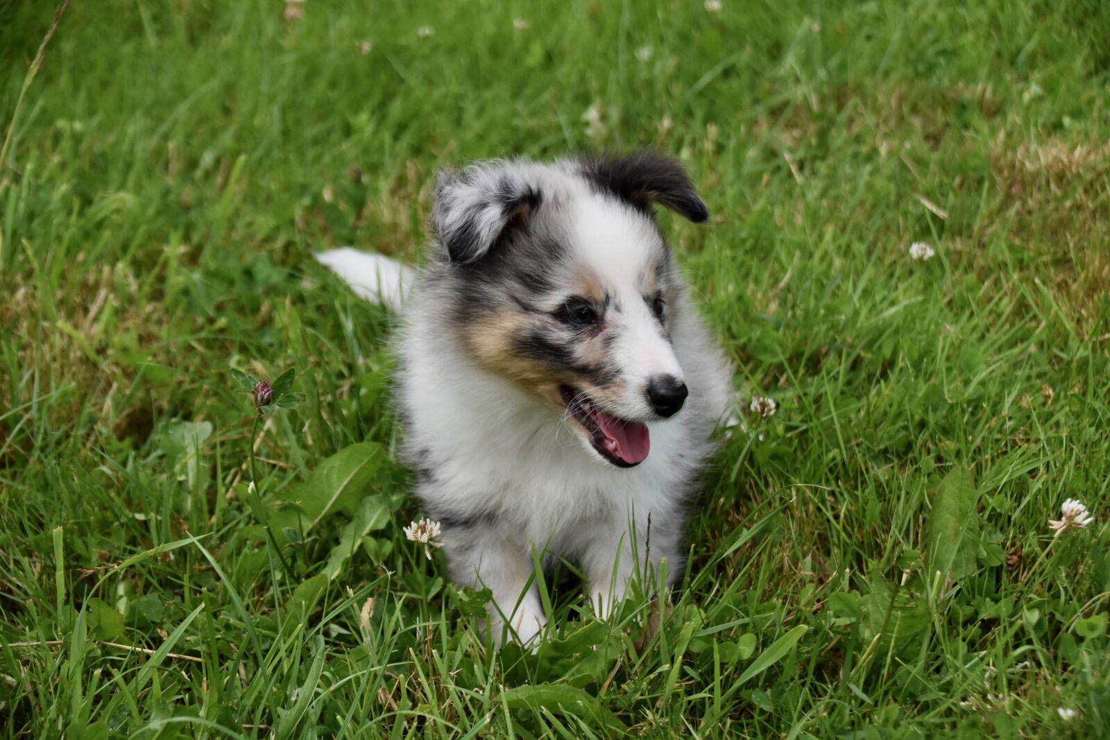 Nikon D5600 sample photo. Puppy, pup, dog shetland photography