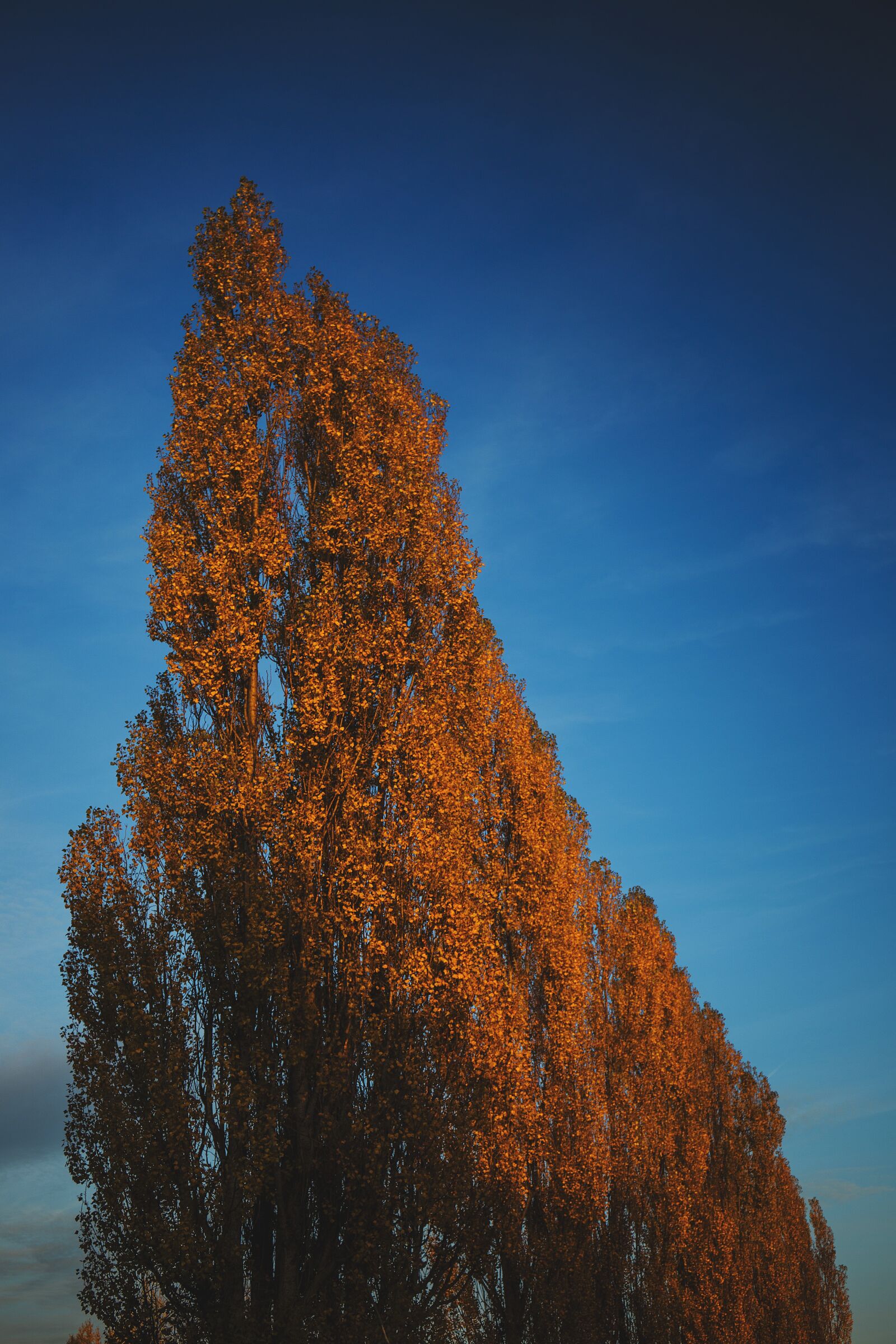 Canon EF 24-70mm F4L IS USM sample photo. Nature, autumn, blue photography
