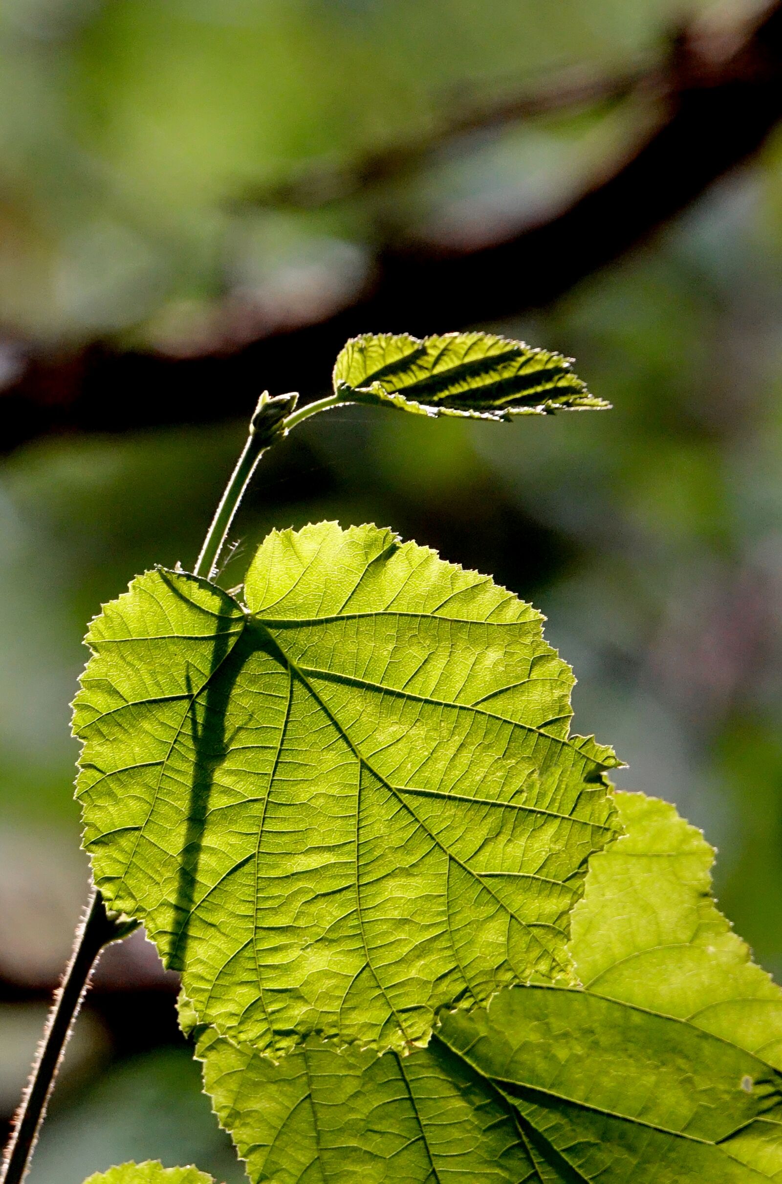 Sony Cyber-shot DSC-RX10 III sample photo. Leaf, leaves, nature photography