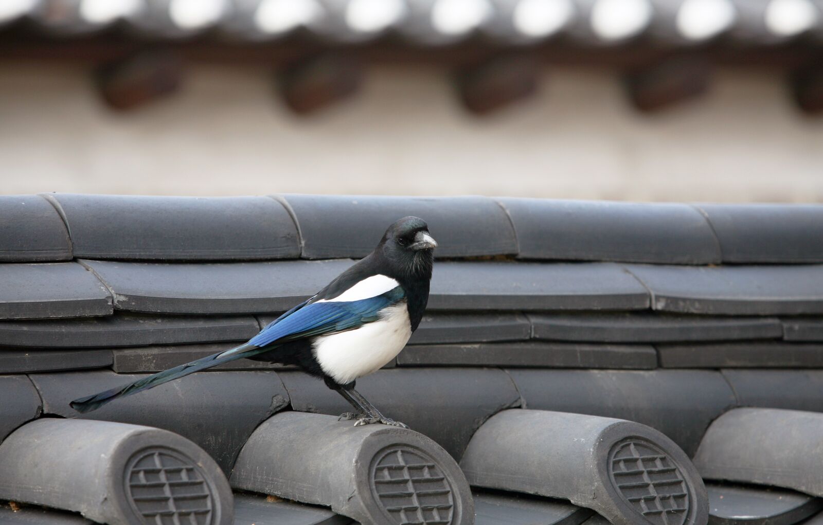 Canon EOS 5D sample photo. Magpie, new, roof tile photography