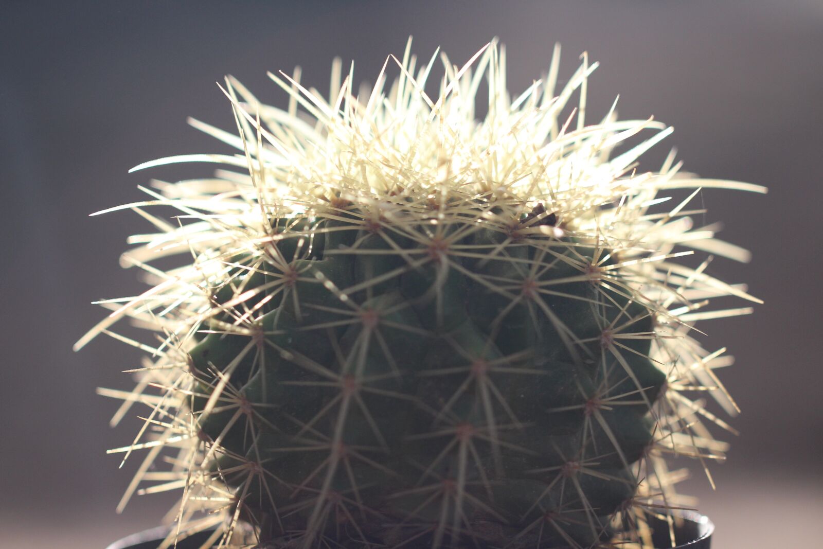Canon EOS 700D (EOS Rebel T5i / EOS Kiss X7i) sample photo. Cactus, desert, plants arid photography