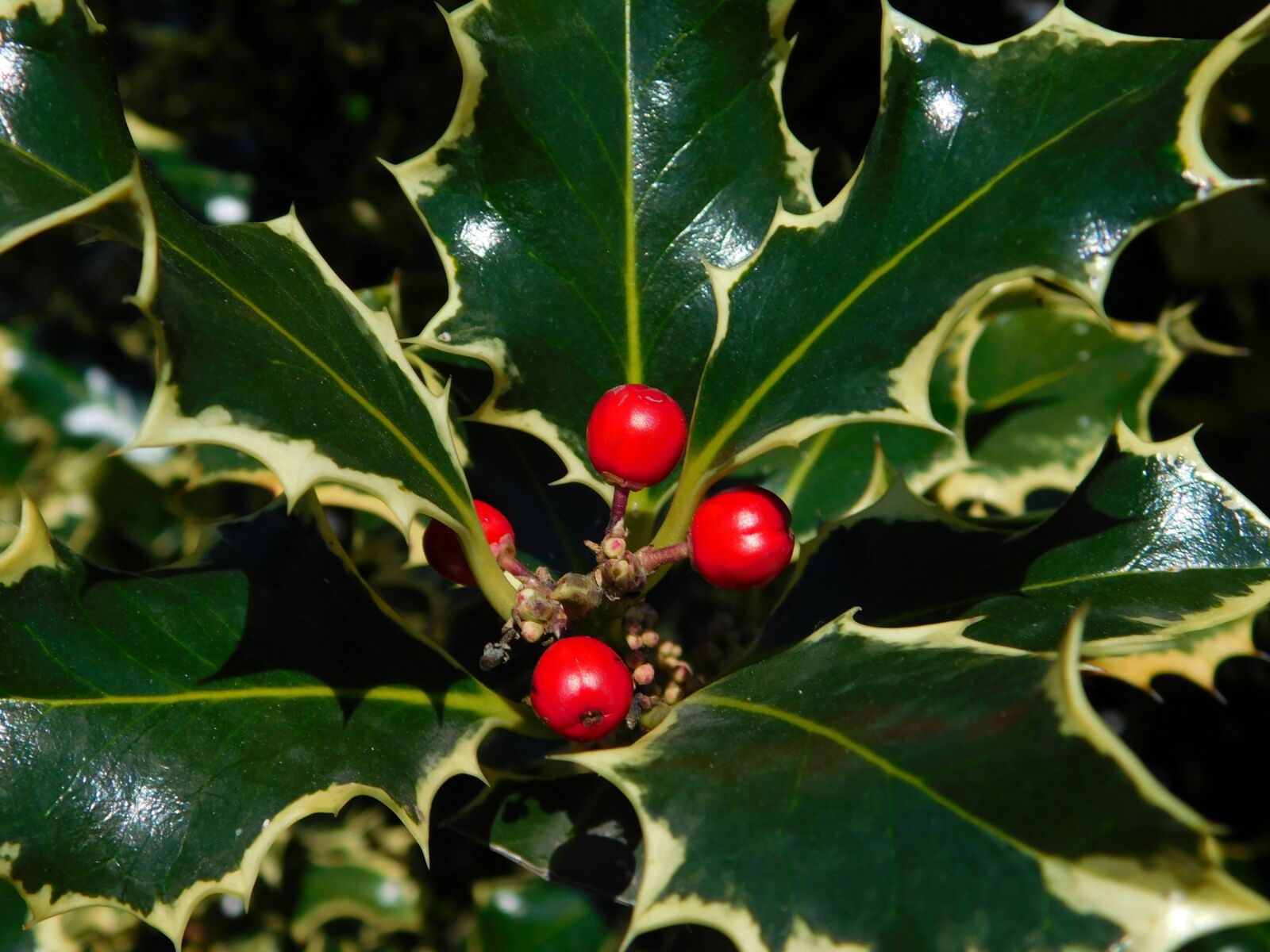 Nikon Coolpix L840 sample photo. Berry, holly, flora photography