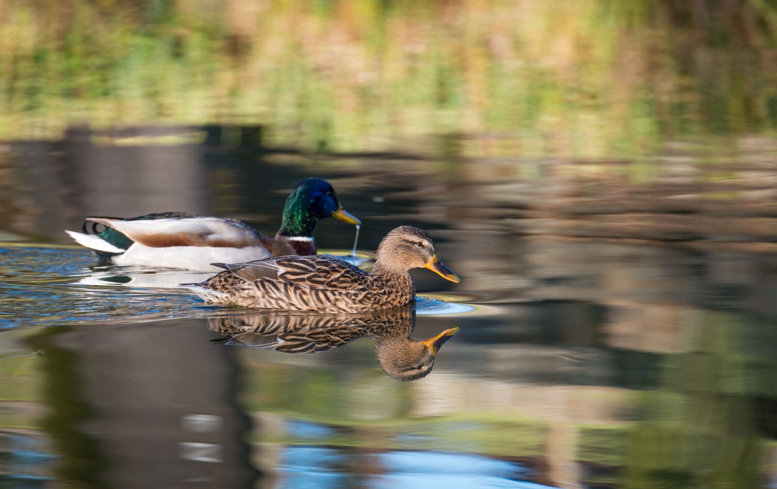 Nikon D800 sample photo. Mallard, anas platyrhynchos, movement photography