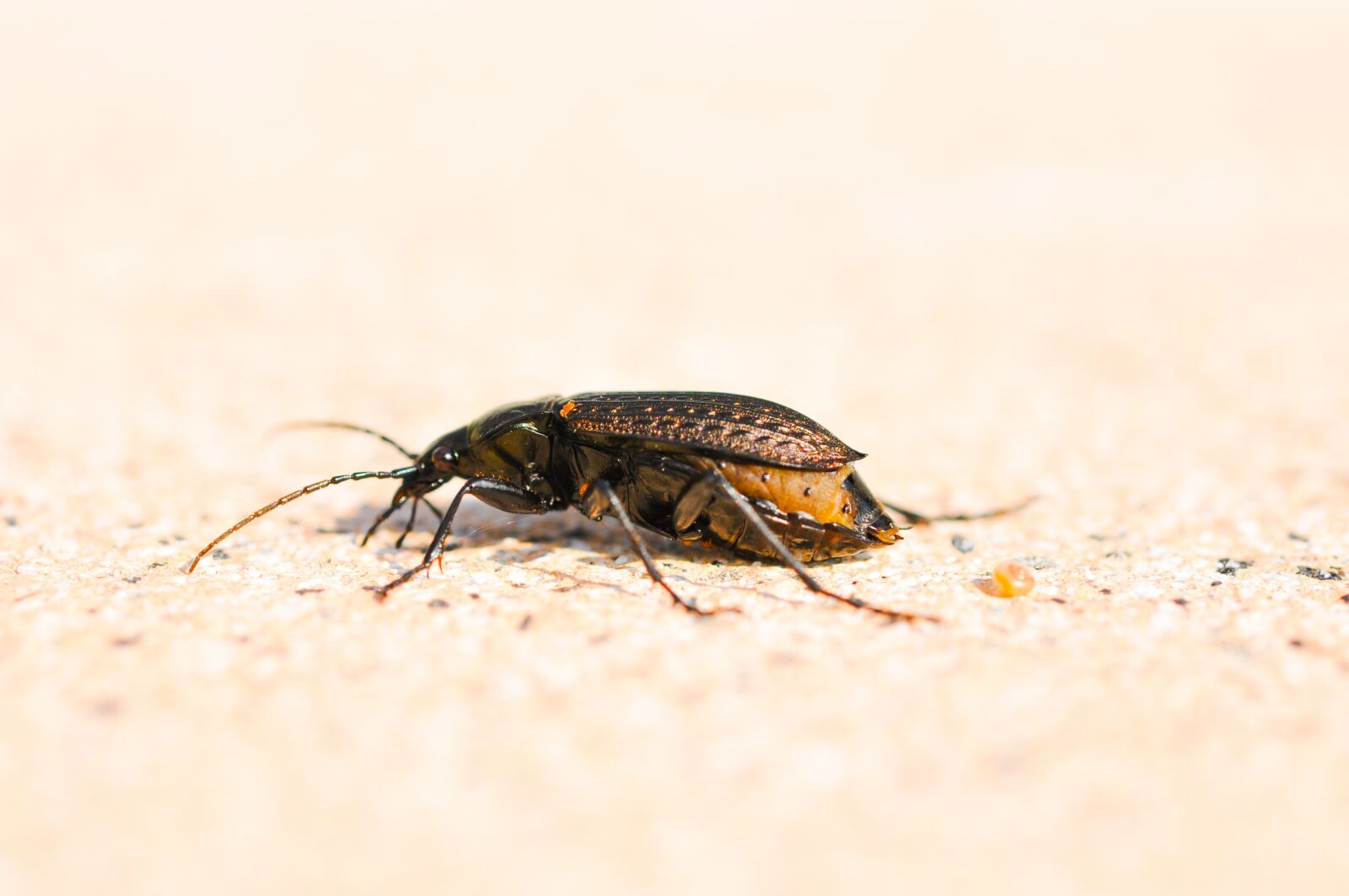 Nikon D90 sample photo. Bug, nature, animal photography