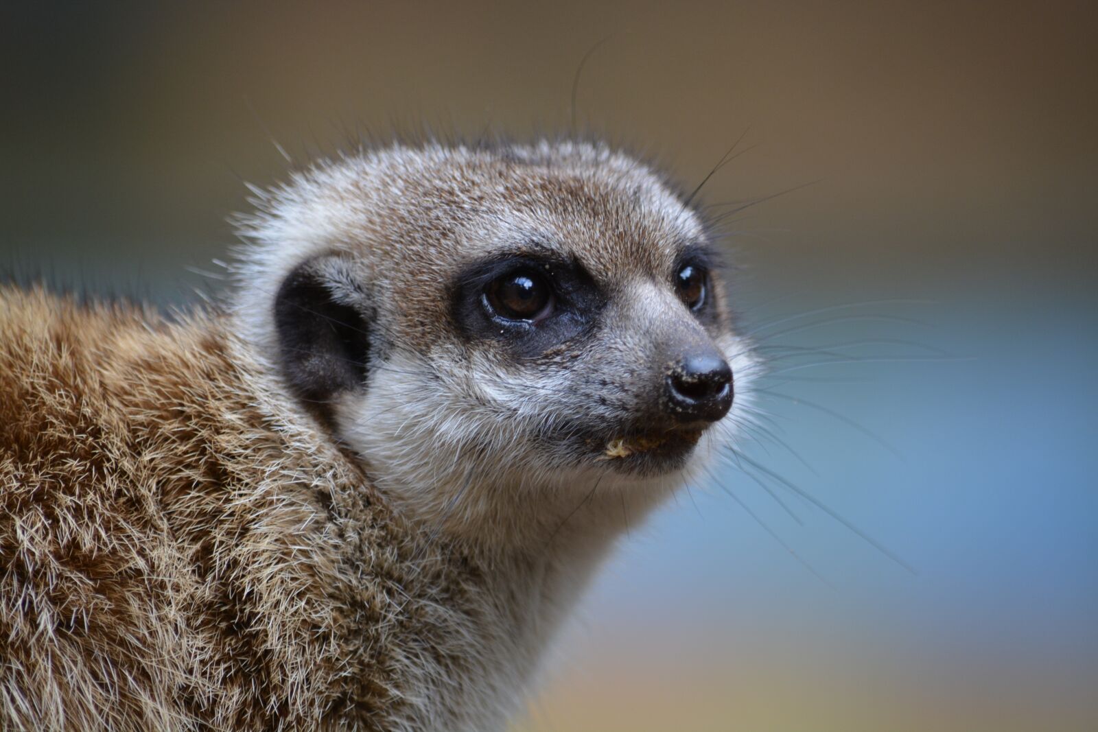 Nikon D5200 sample photo. Mammal, animal world, cute photography