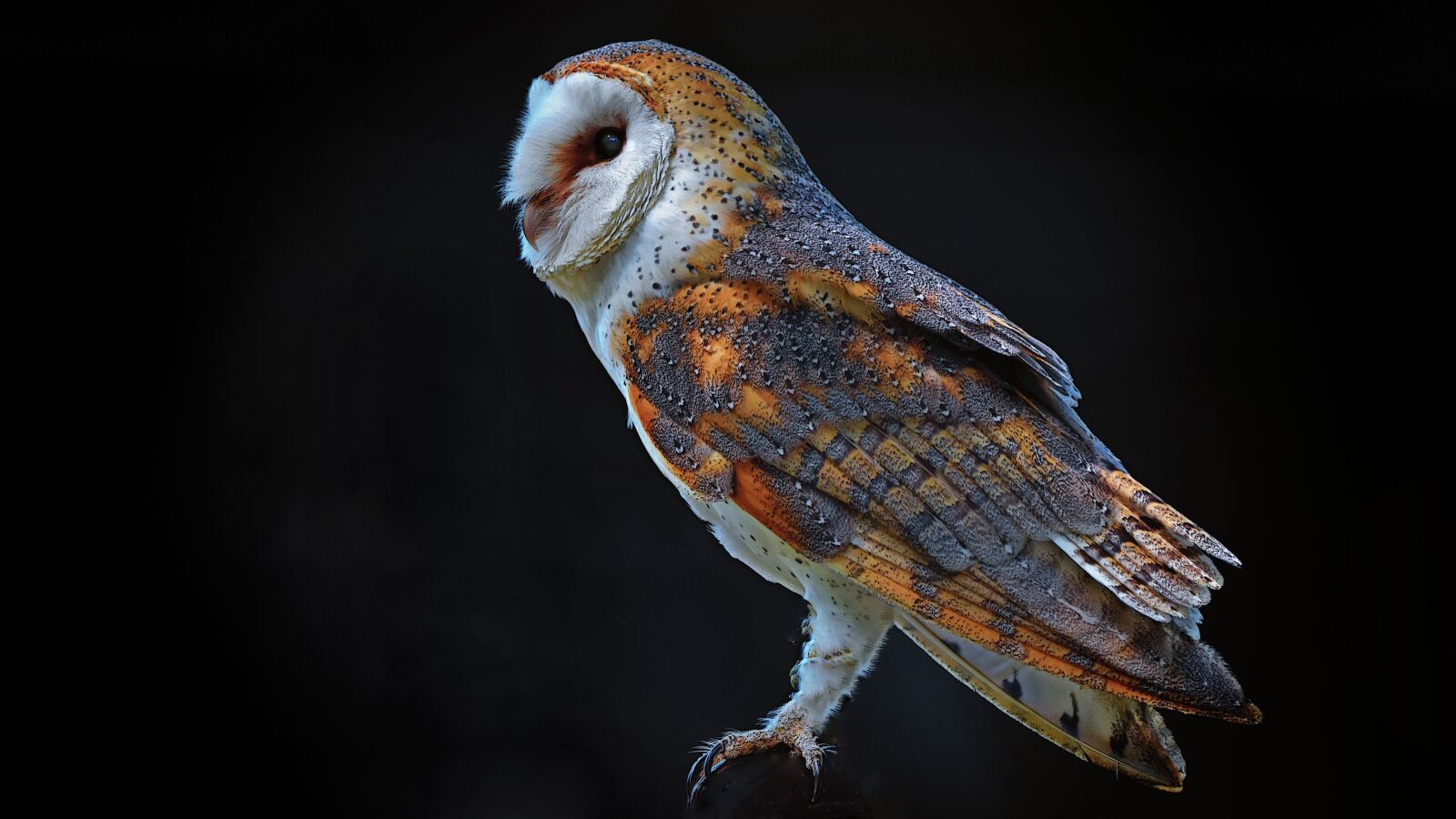 Nikon D7200 sample photo. Barn owl, bird, owl photography