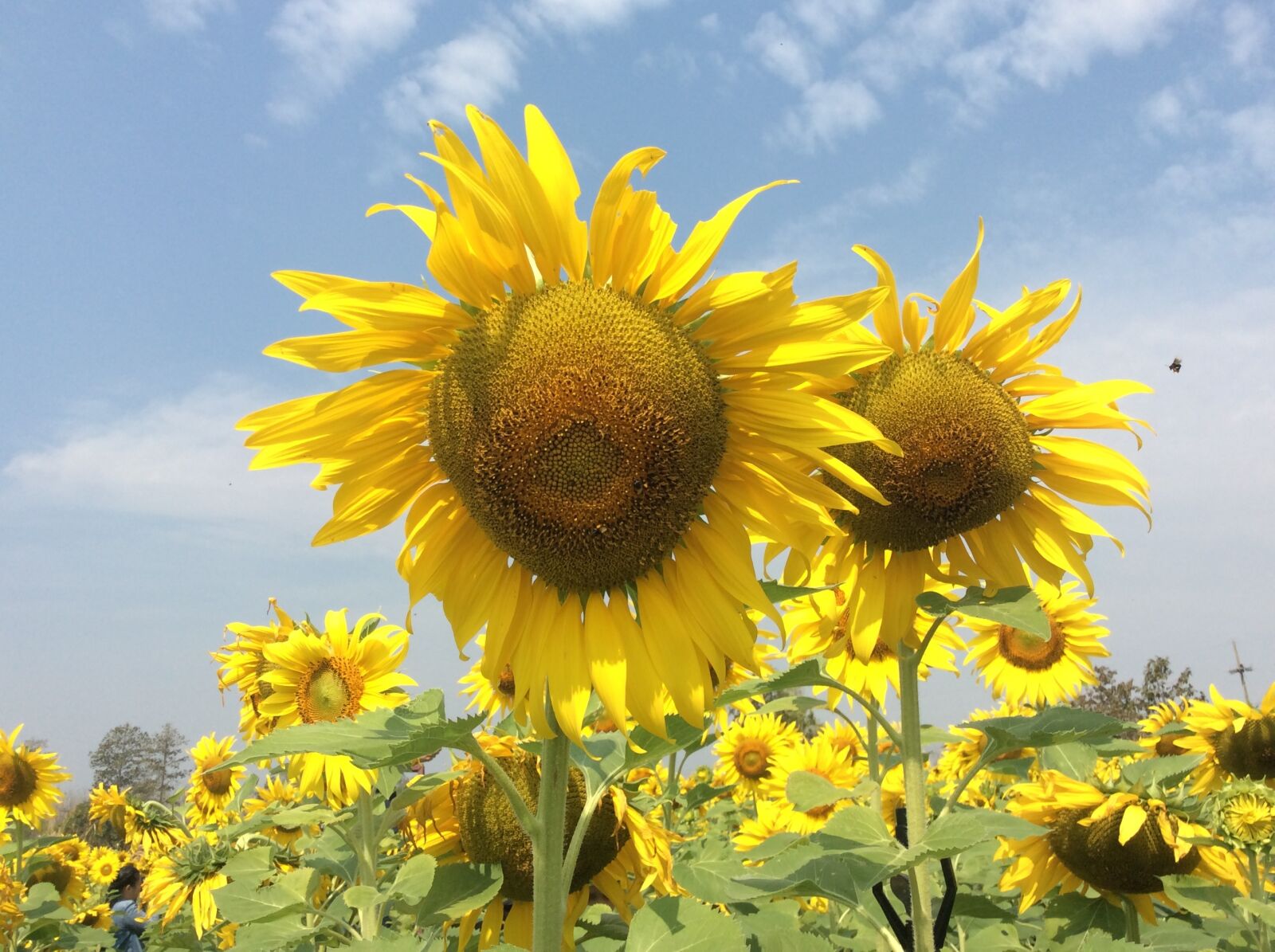 Apple iPad mini 2 sample photo. Flowel, sunflower, sky photography