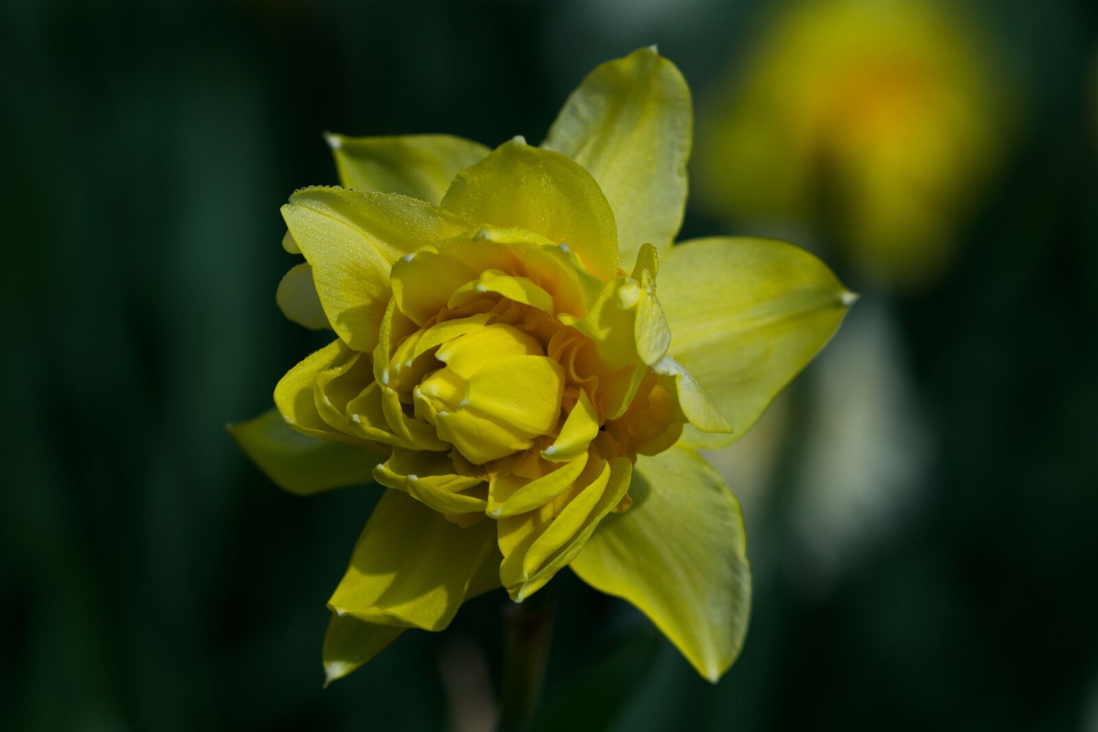 Sony SLT-A58 + 105mm F2.8 sample photo. Narcissus, flower, nature photography