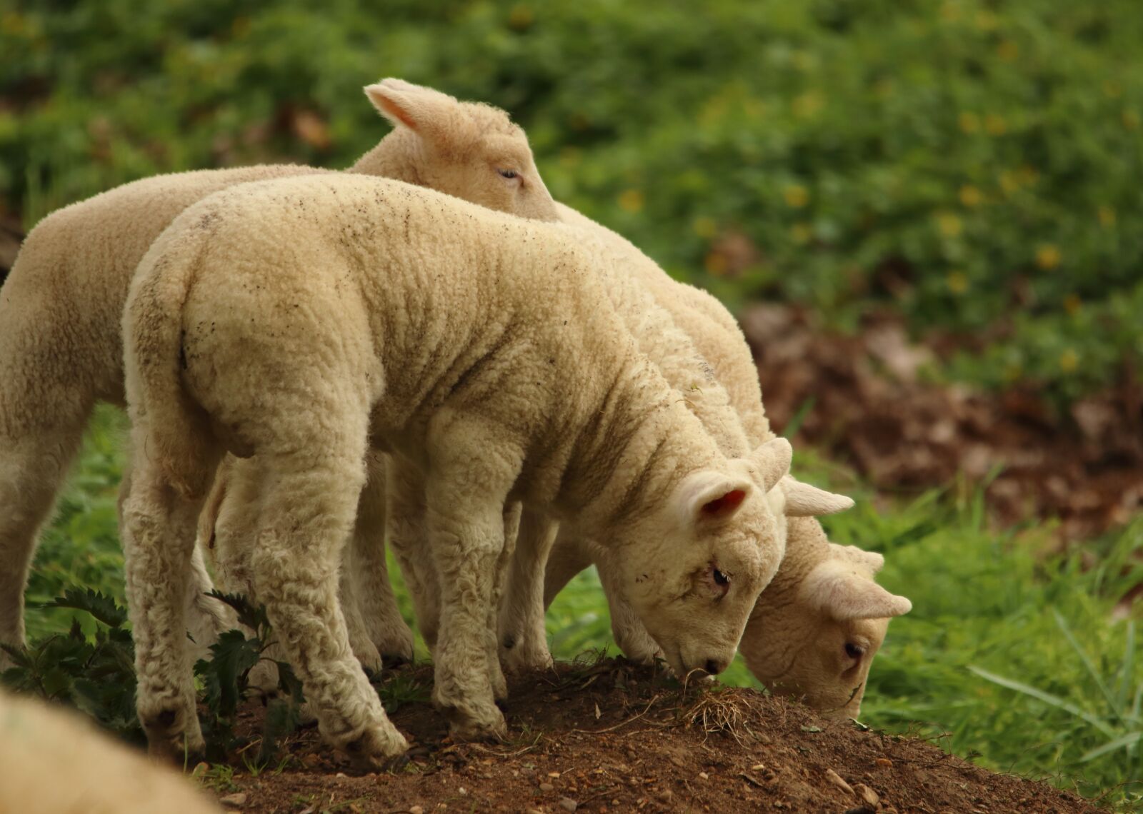 Canon EOS 80D sample photo. Lamb, sheep, animal photography