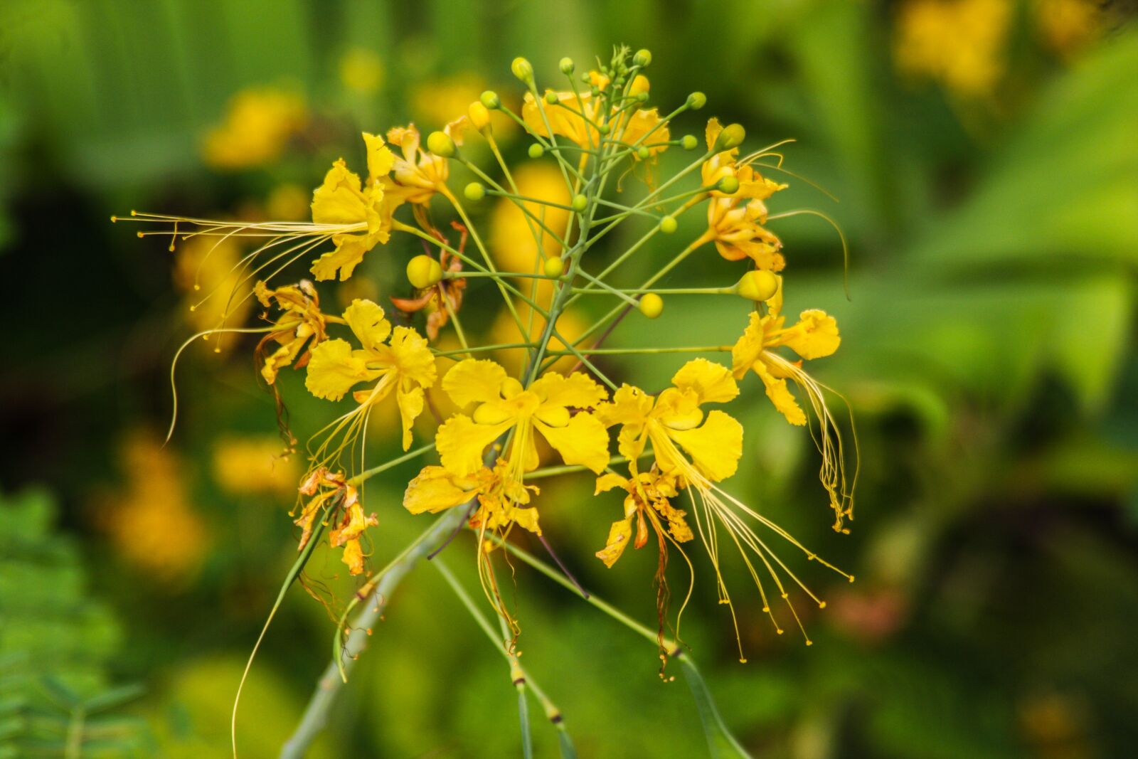 Canon EOS 40D sample photo. Flowers, yellow, nature photography
