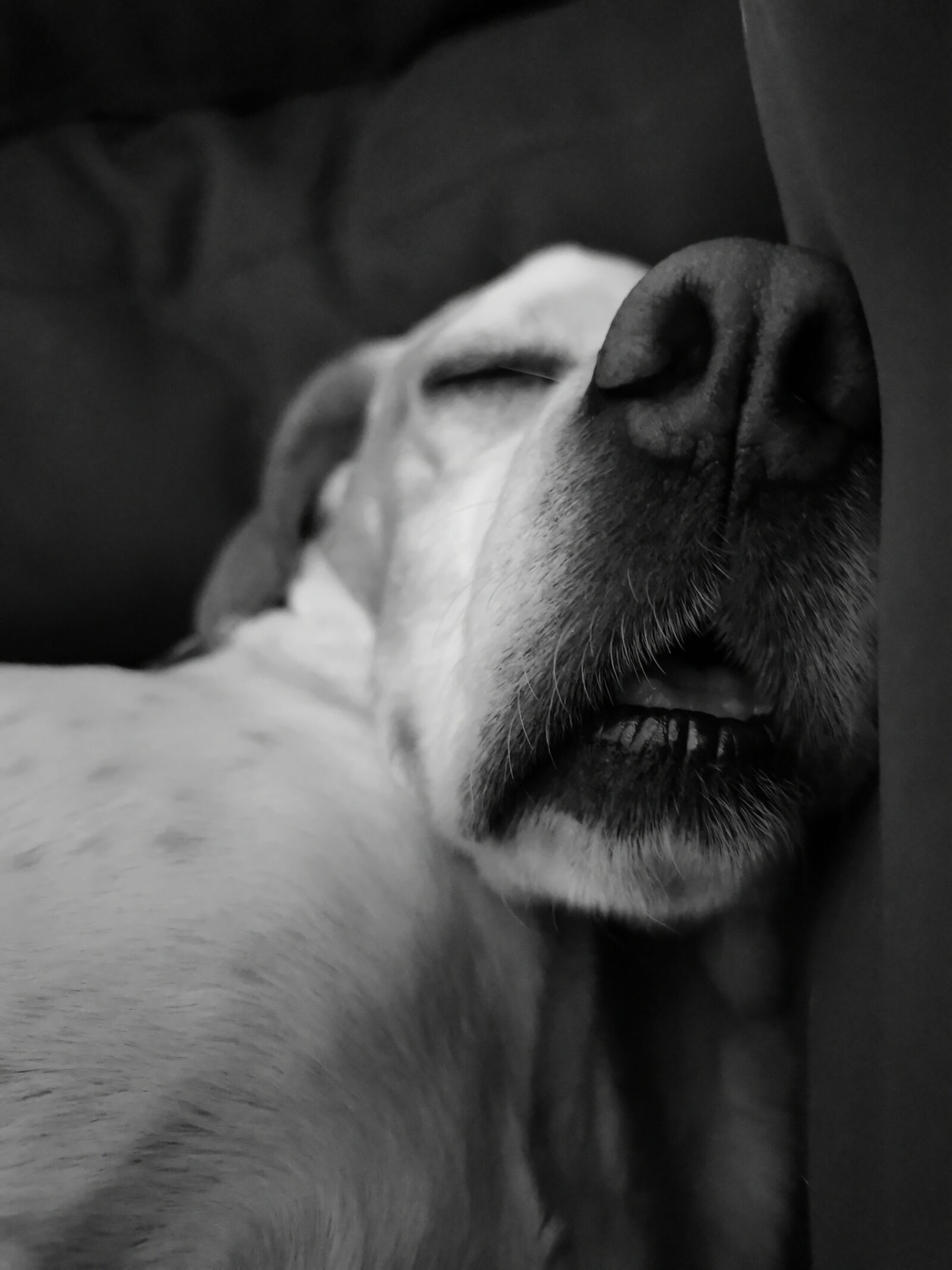 HUAWEI P30 sample photo. Dog, sleep, animal photography