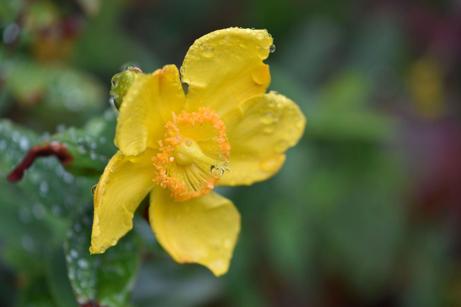 Nikon D5600 sample photo. St john's wort, blossom photography